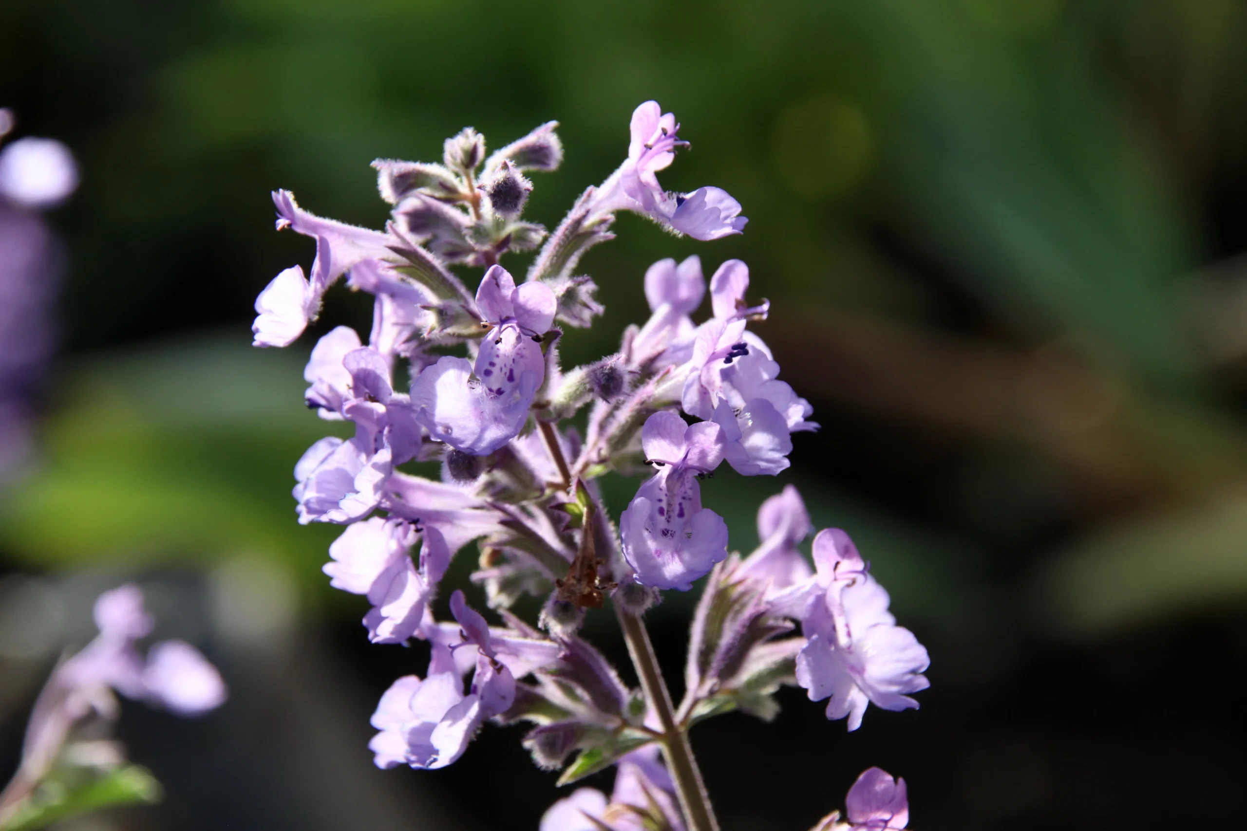 Junior Walker Catmint