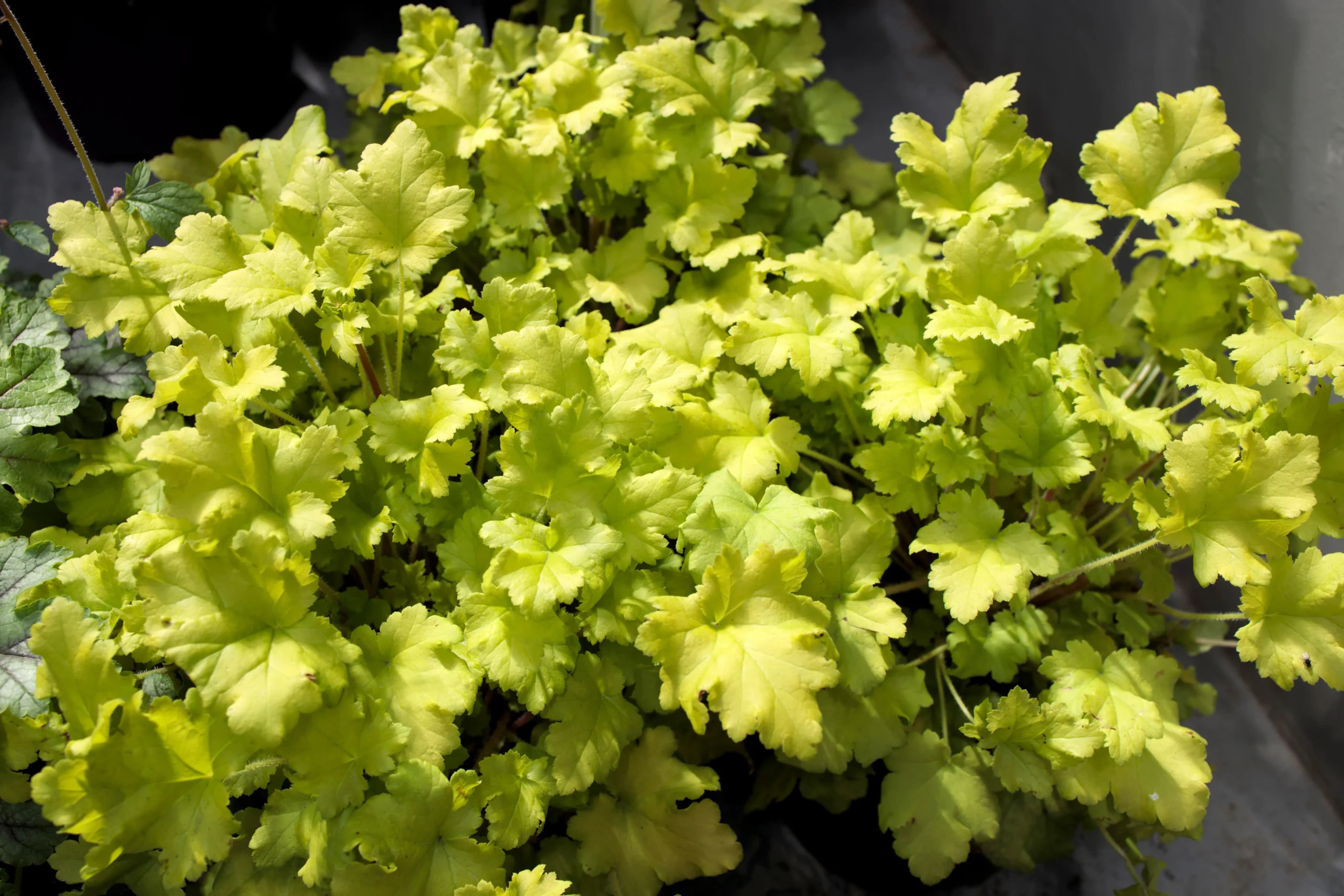 yellow_flowers_lemon_supreme_coral_bells_heuchera_lemon_supreme_plant_by_number