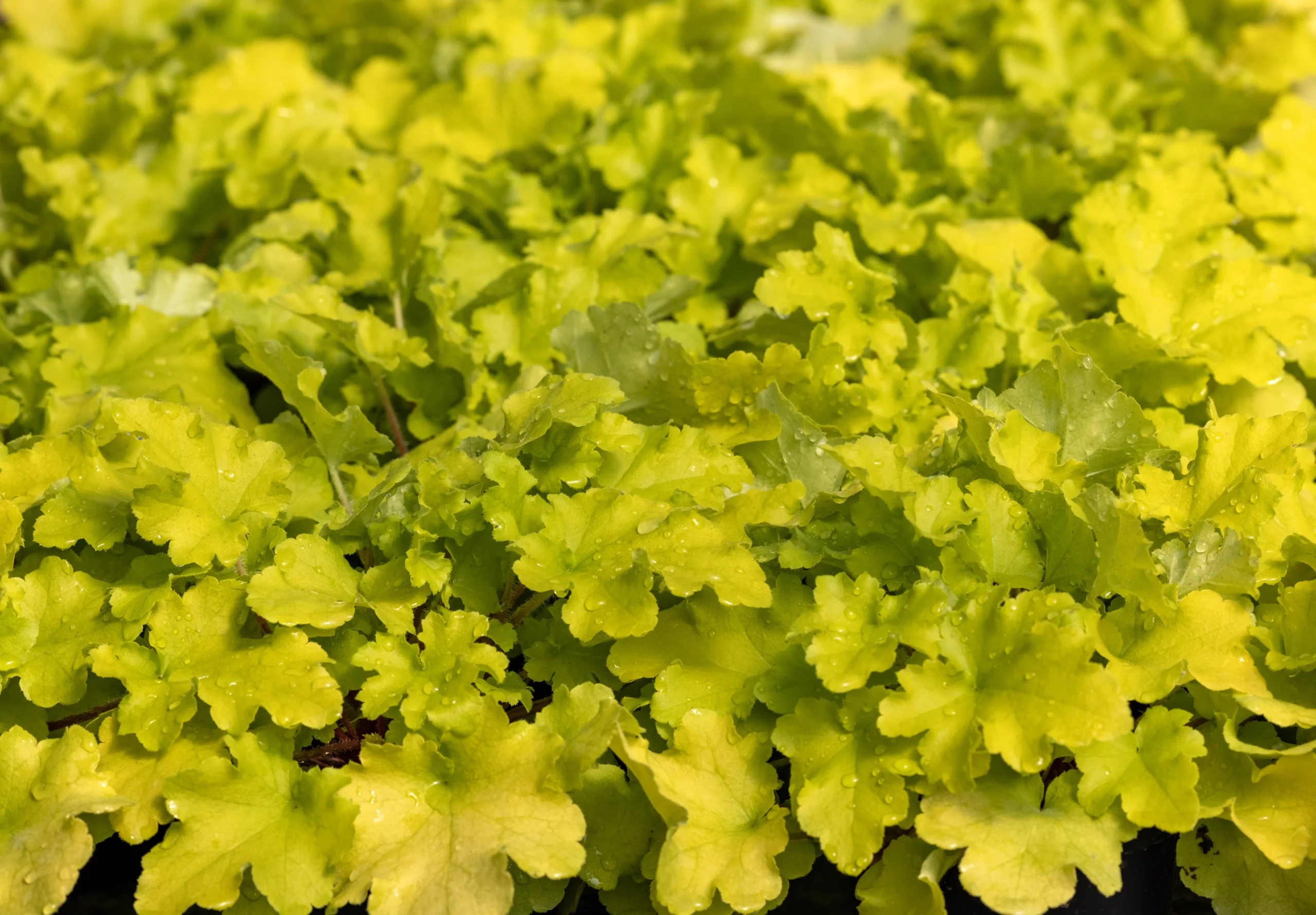 Lemon Supreme Coral Bells