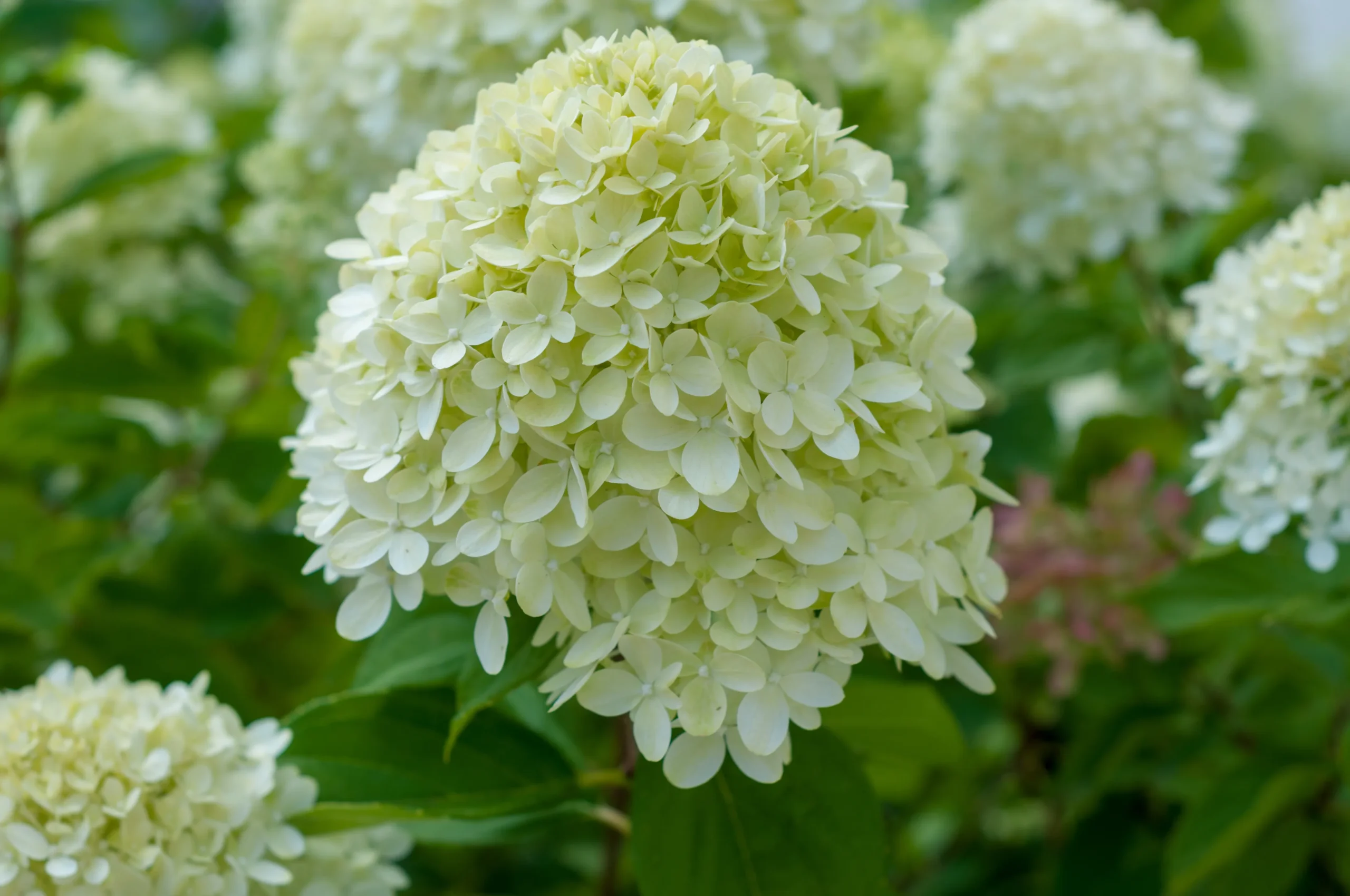 green_hydrangeas_limelight_hydrangea_tree_form_hydrangea_paniculata_limelight_tree_form_plant_by_number
