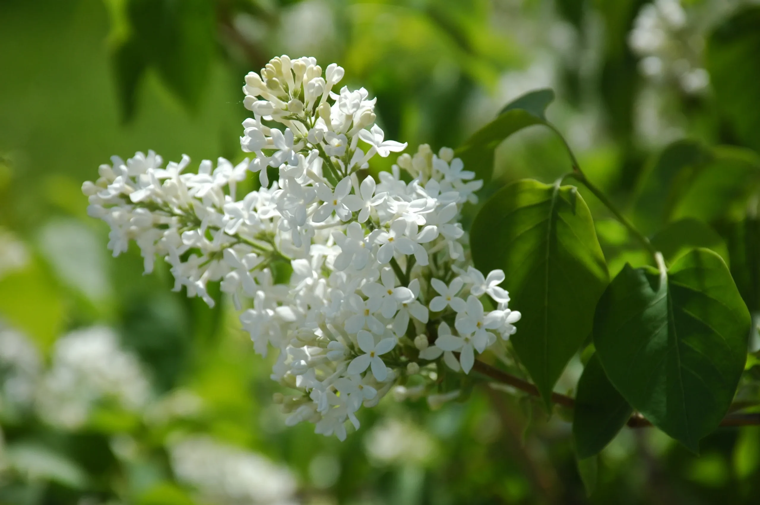 New Age White Lilac