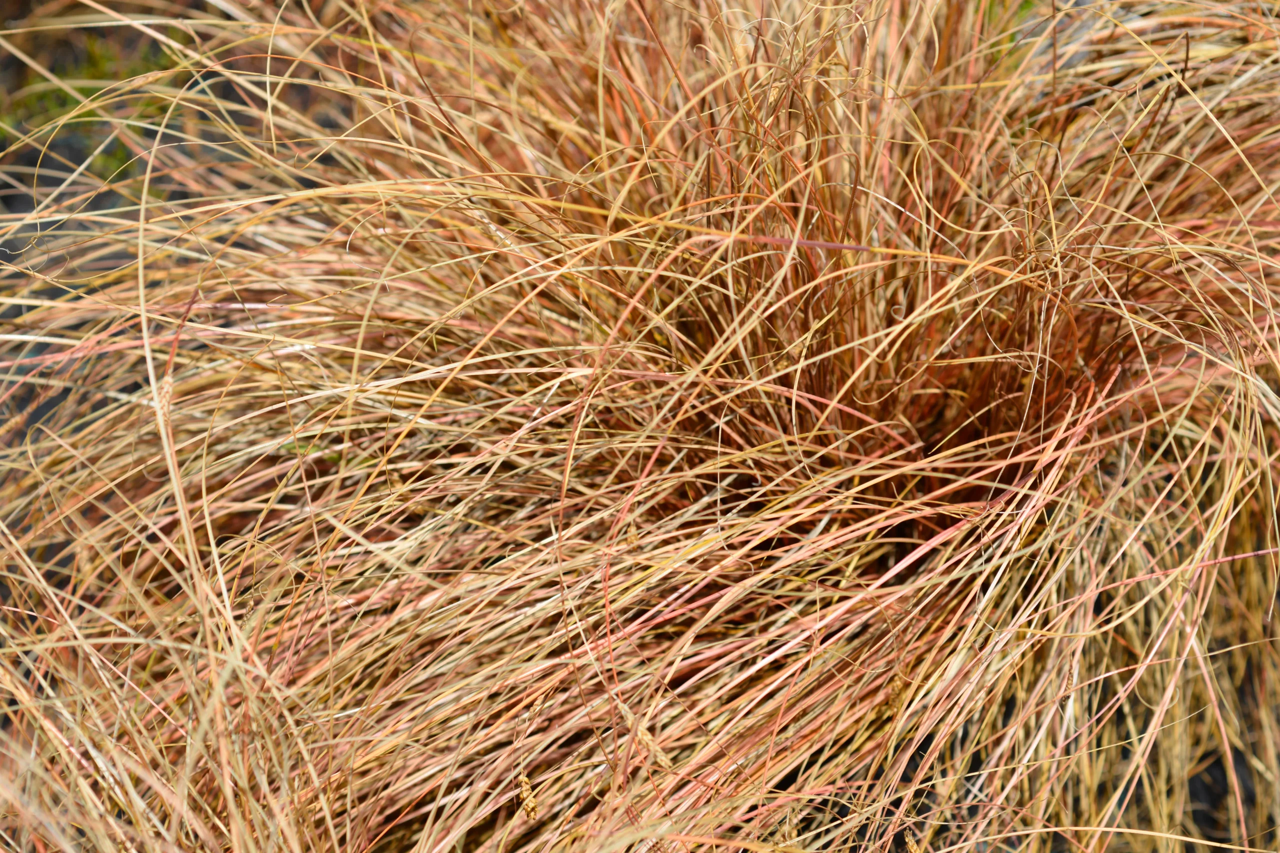 Orange New Zealand Sedge Grass