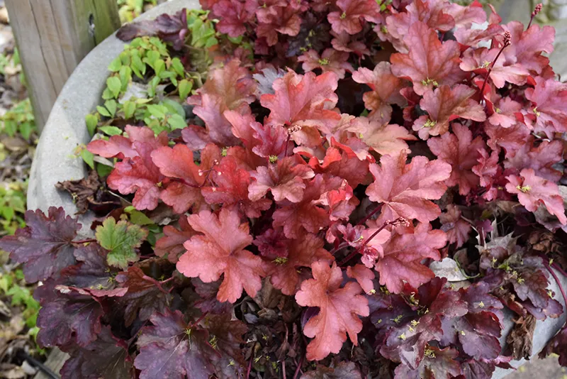 orange_flowers_peach_flambe_coral_bells_heauchera_x_peach_flambe_plant_by_number