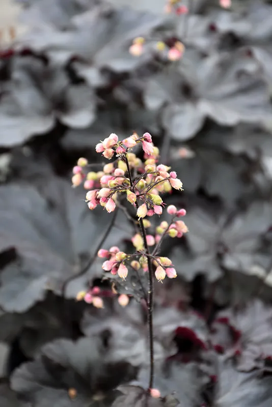 Primo Black Pearl Coral Bells
