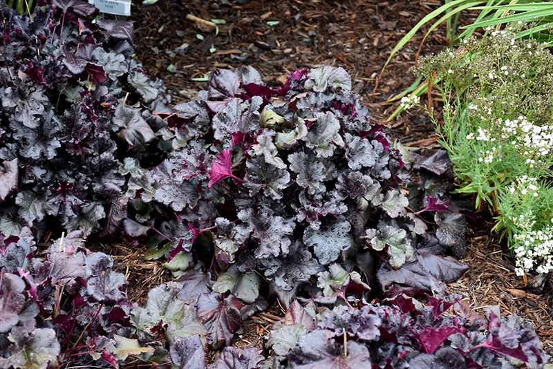 Black Pearl Coral Bells