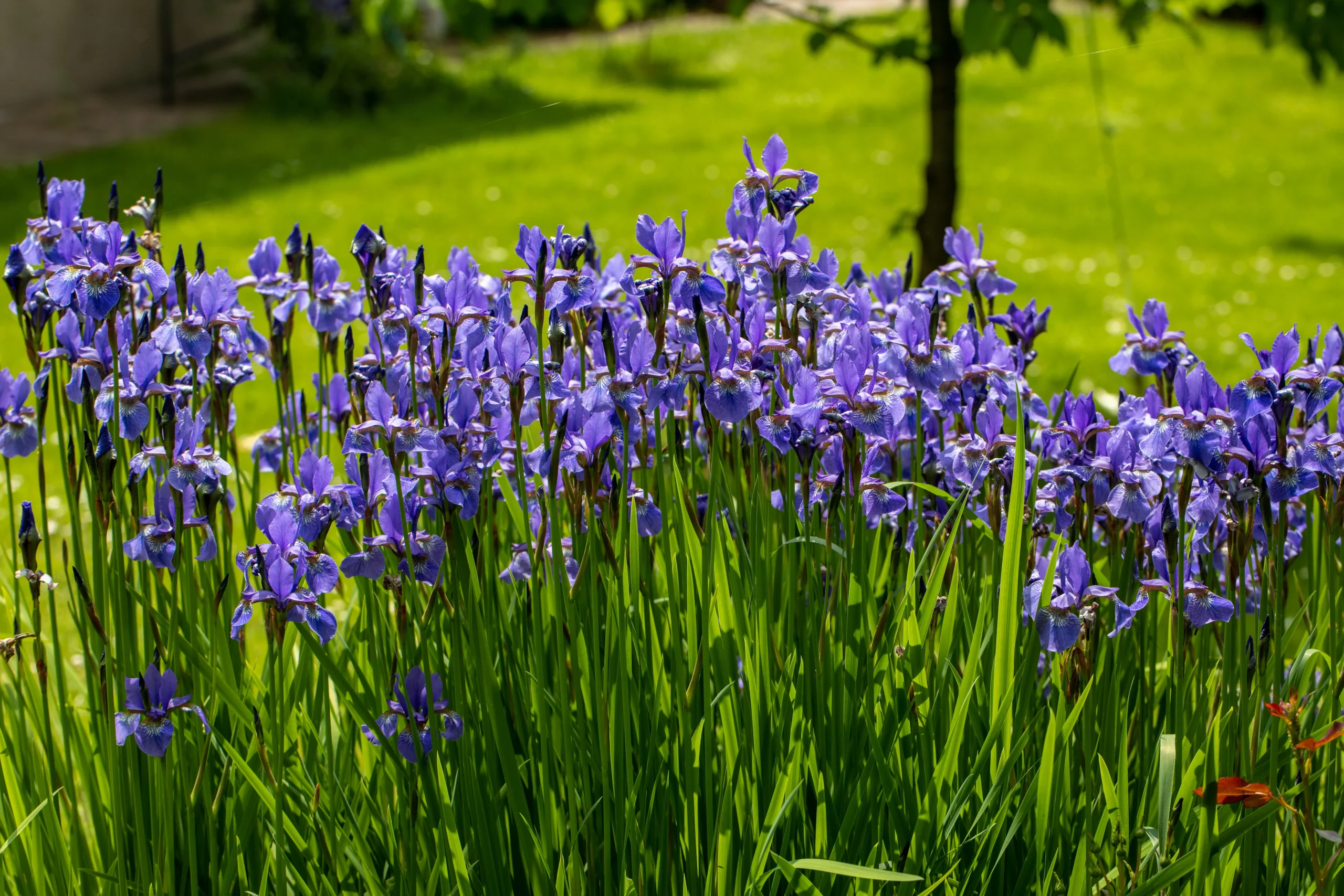purple_flowers_purple_flame_iris_iris_versicolor_purple_flame_plant_by_number