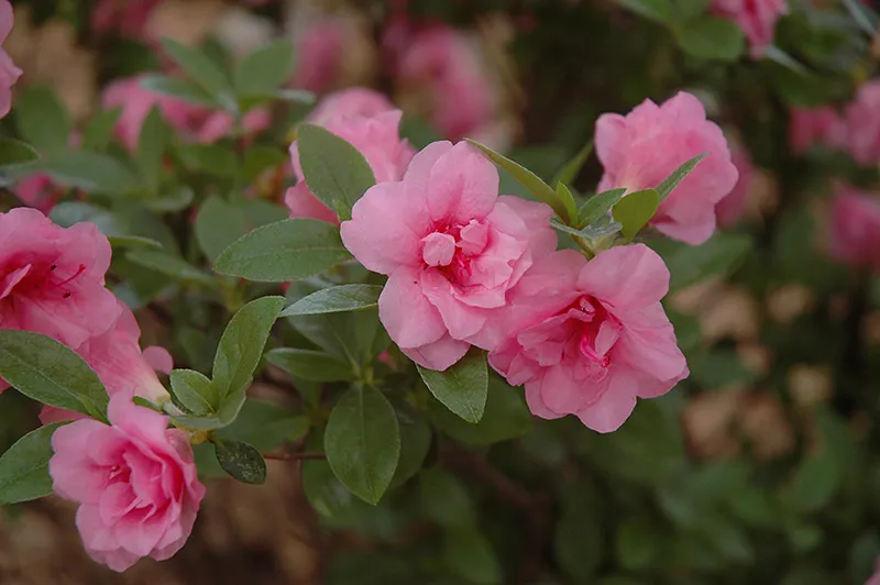 Rosebud Azalea