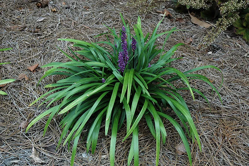 purple_flowers_royal_purple_lilyturf_liriope_muscari_royal_purple_plant_by_number