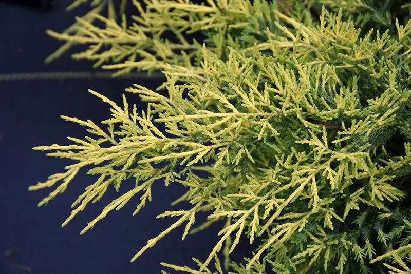 Saybrook Gold Juniper