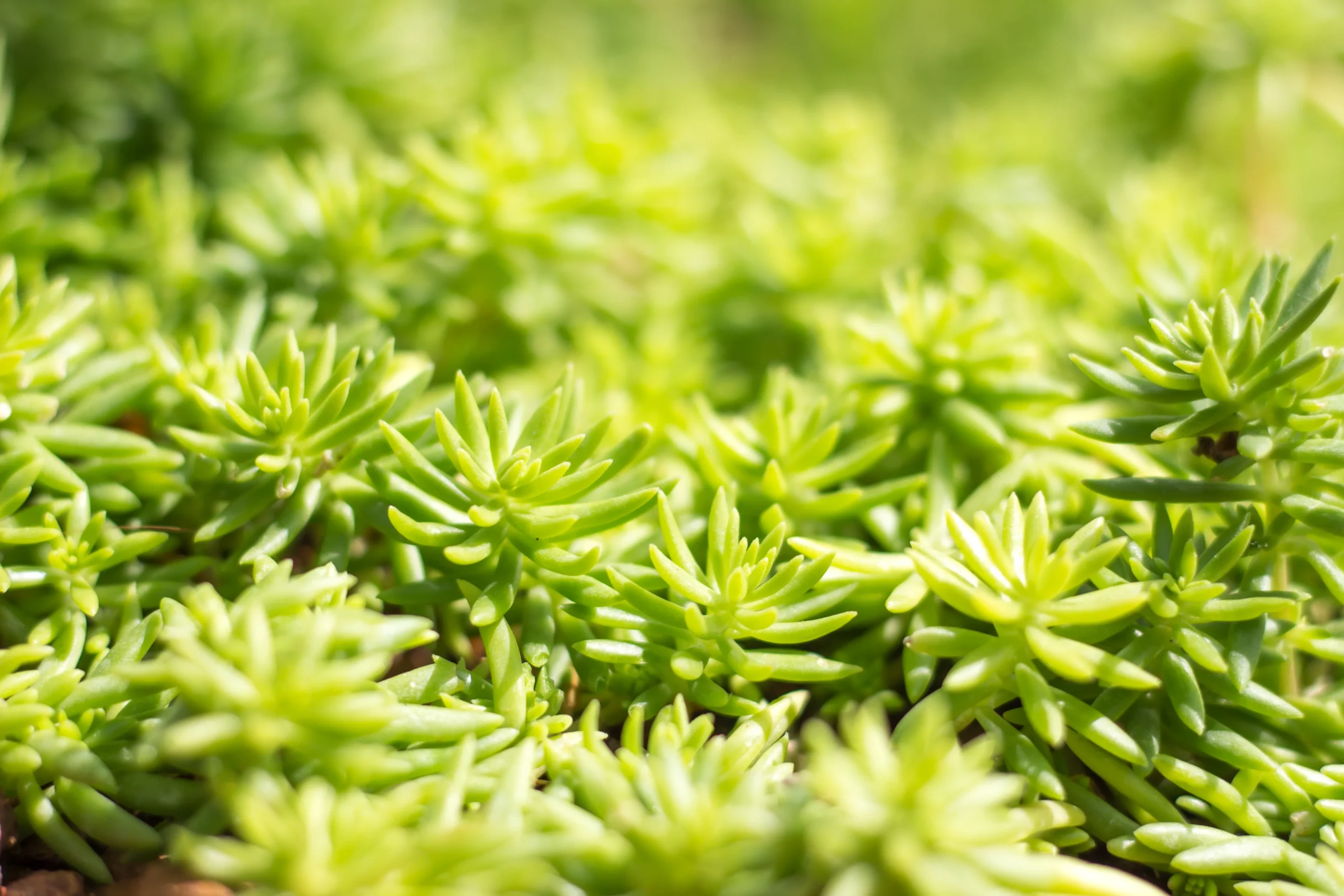 Sedum SunSparkler ‘Angelina’s Teacup’