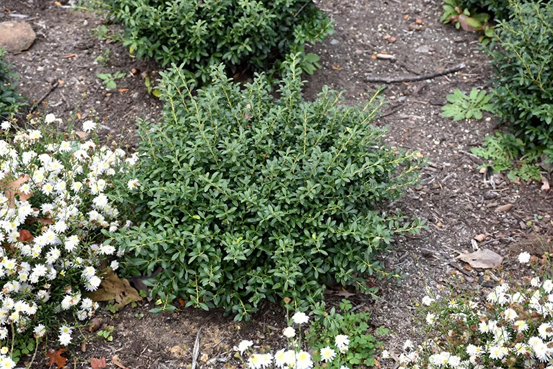 holly_soft_touch_japanese_holly_ilex_crenata_soft_touch_plant_by_number