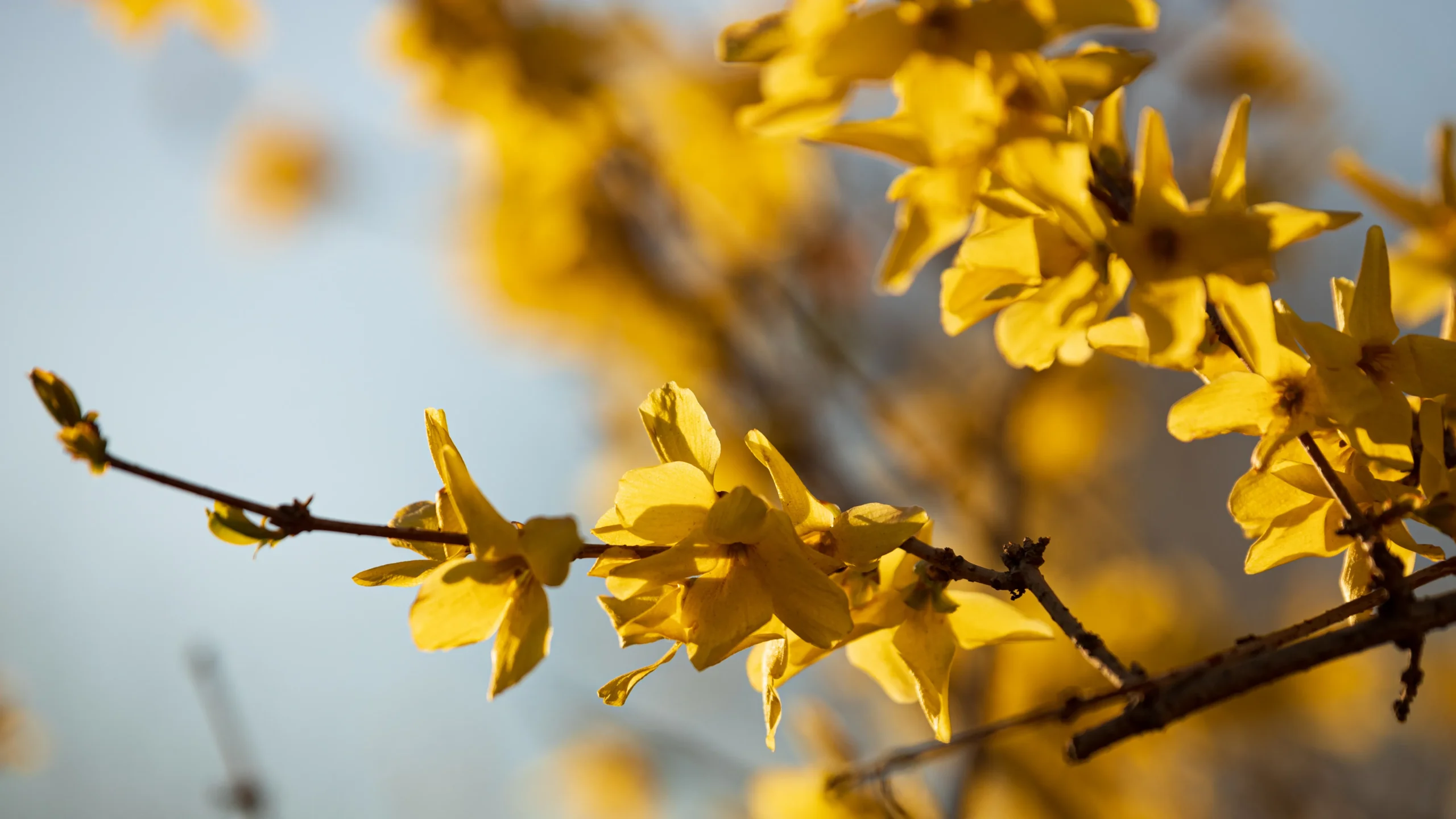 Sunrise Forsythia