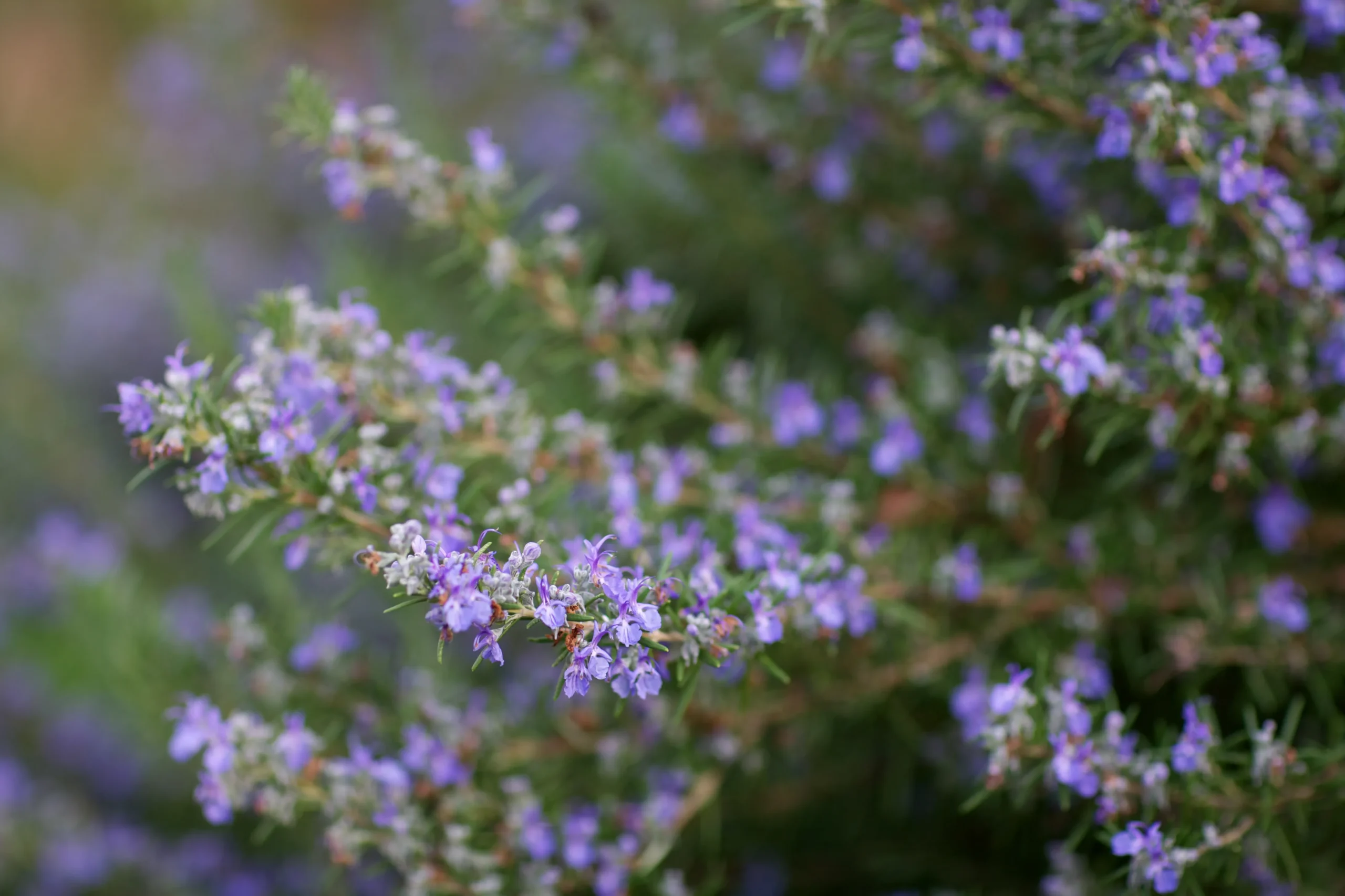 Tuscan Blue Rosemary