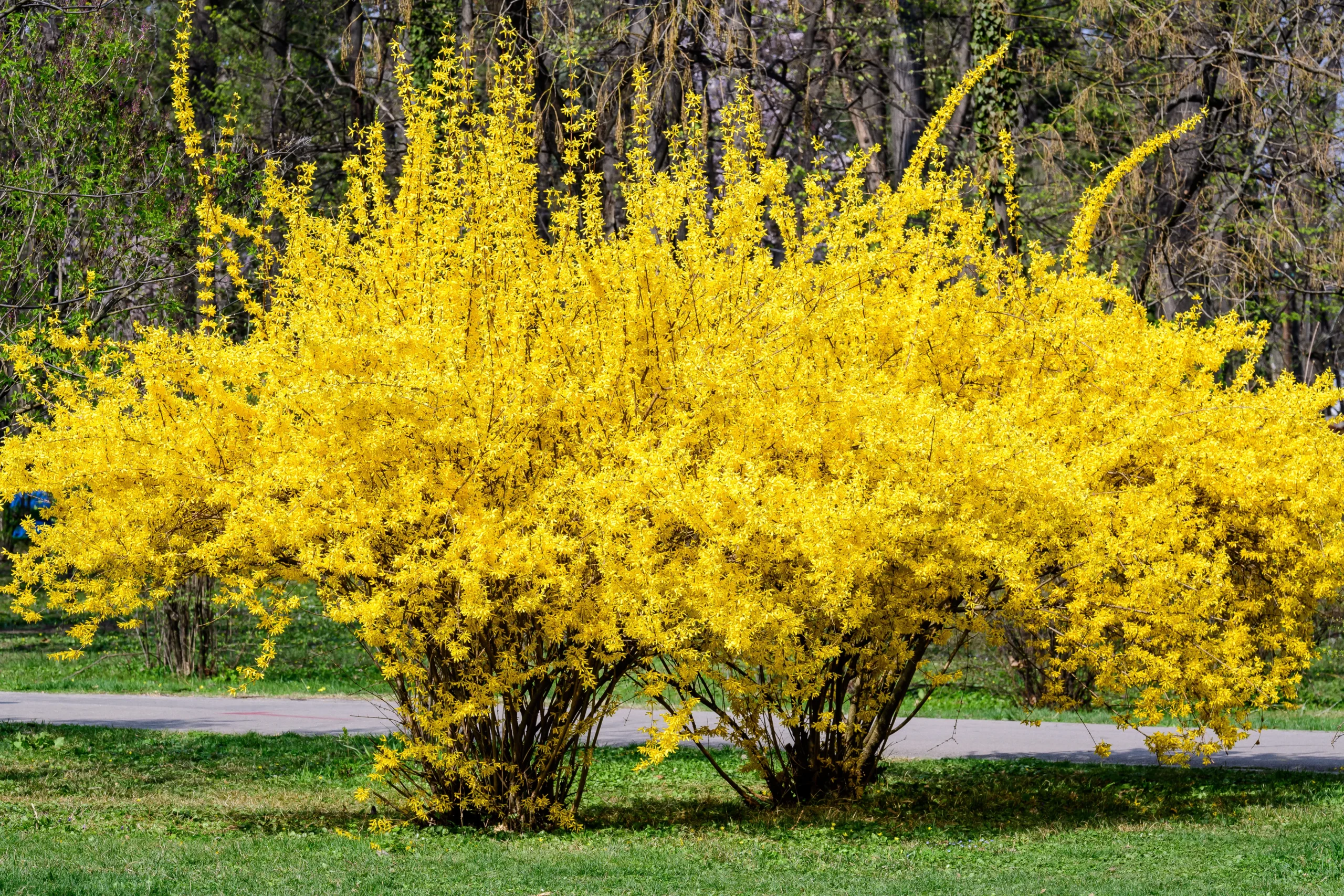 yellow_shrubs_sunrise_forsythia_plant_by_number