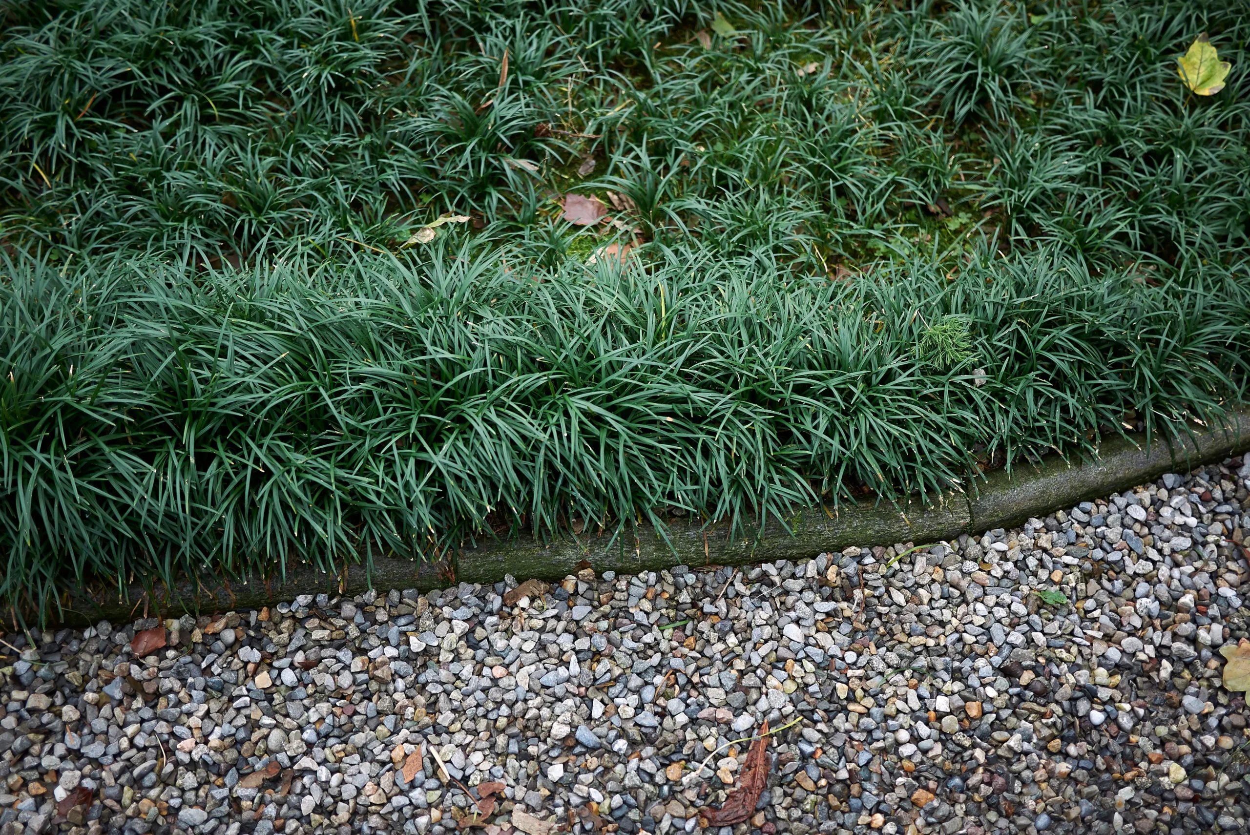 short_grasses_dwarf_mondo_grass_ophiopogon_japonicus_nanus_plant_by_number