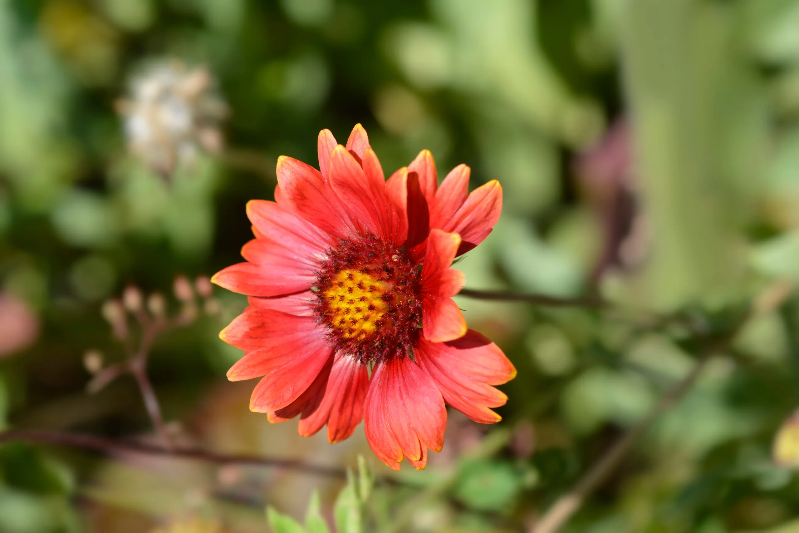 Celebration Blanket Flower