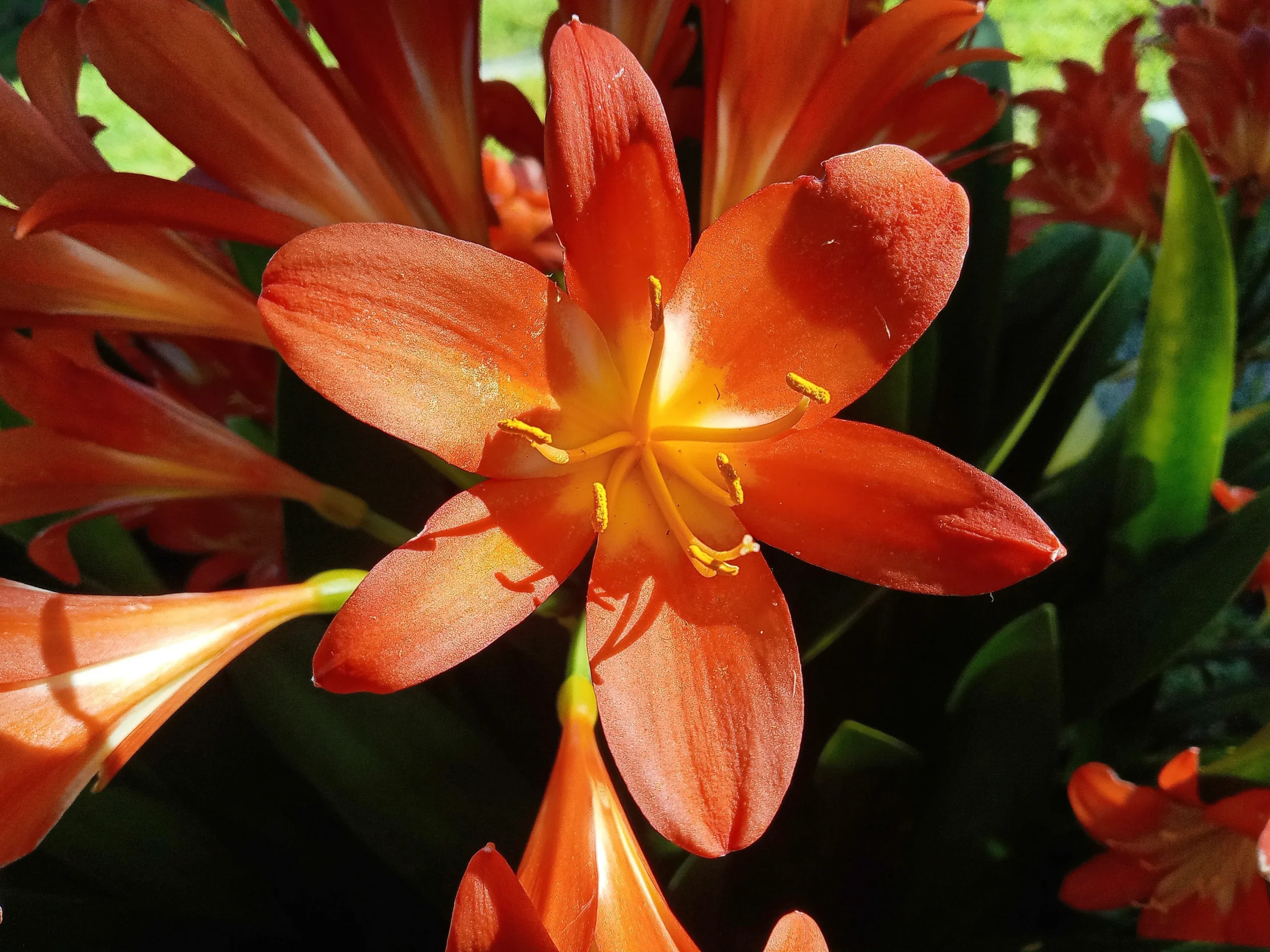 Flame Clivia