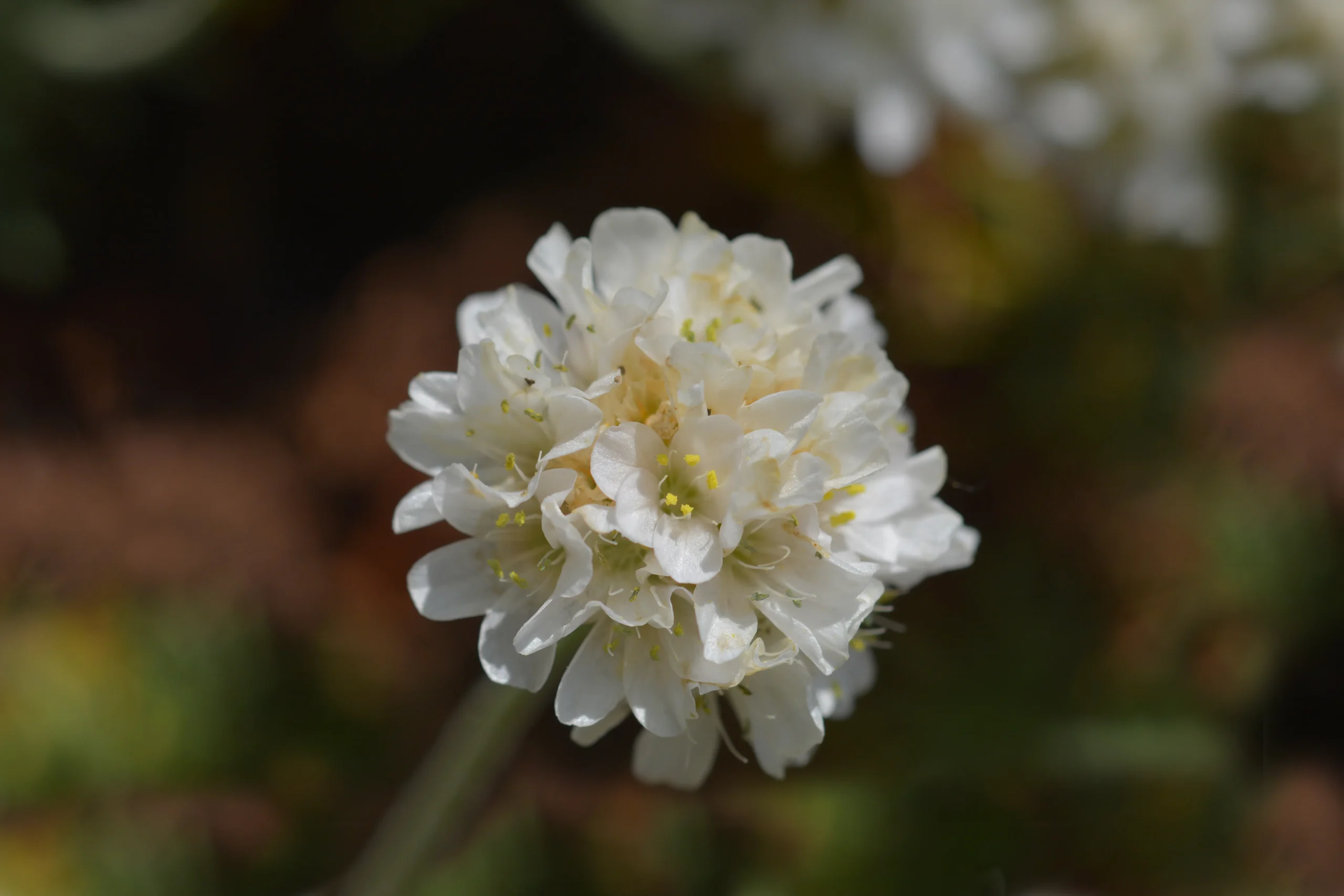 Sea Thrift ‘Alba’