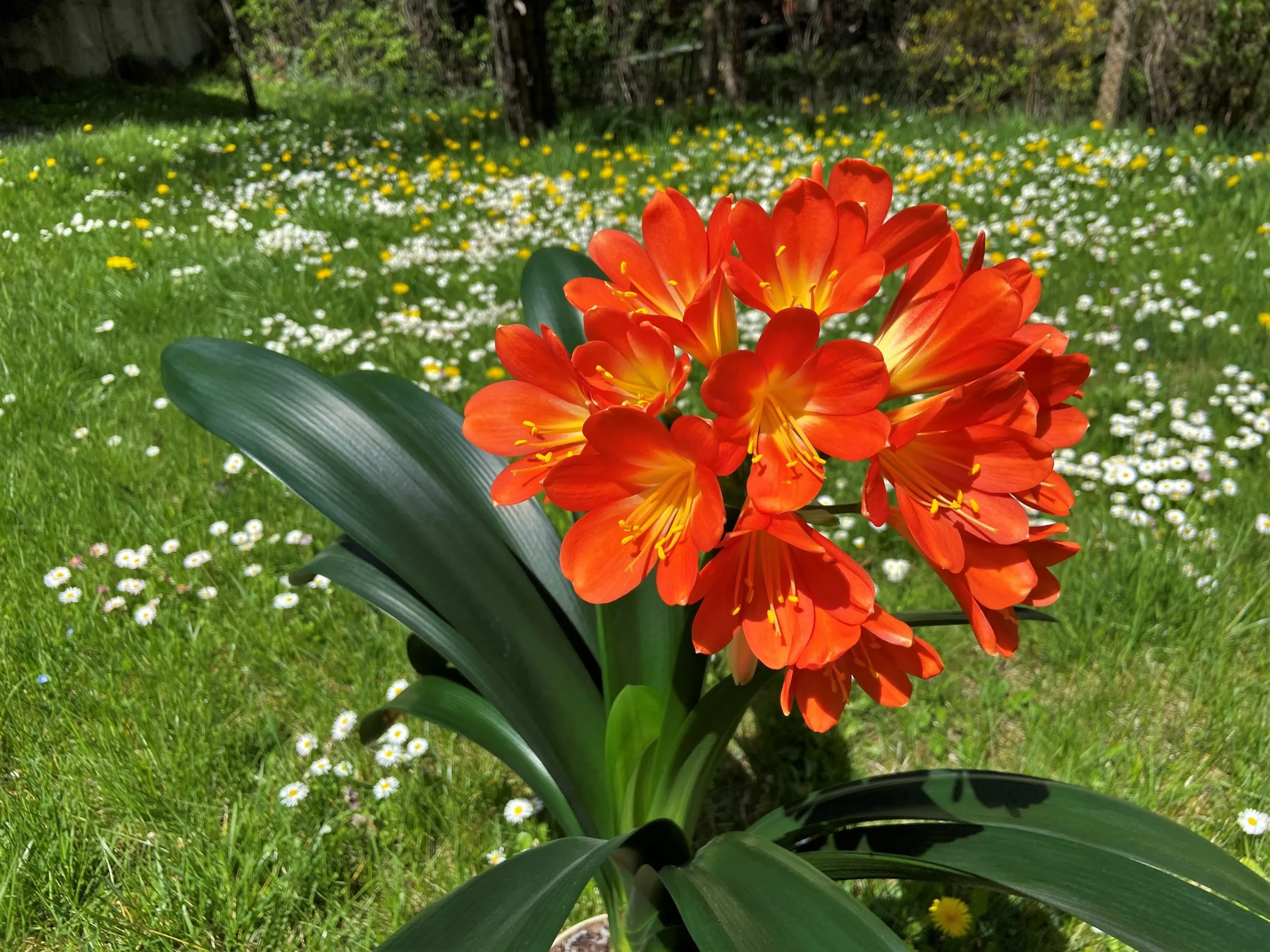 orange_flowers_flame_clivia_clivia_miniata_monya_plant_by_number