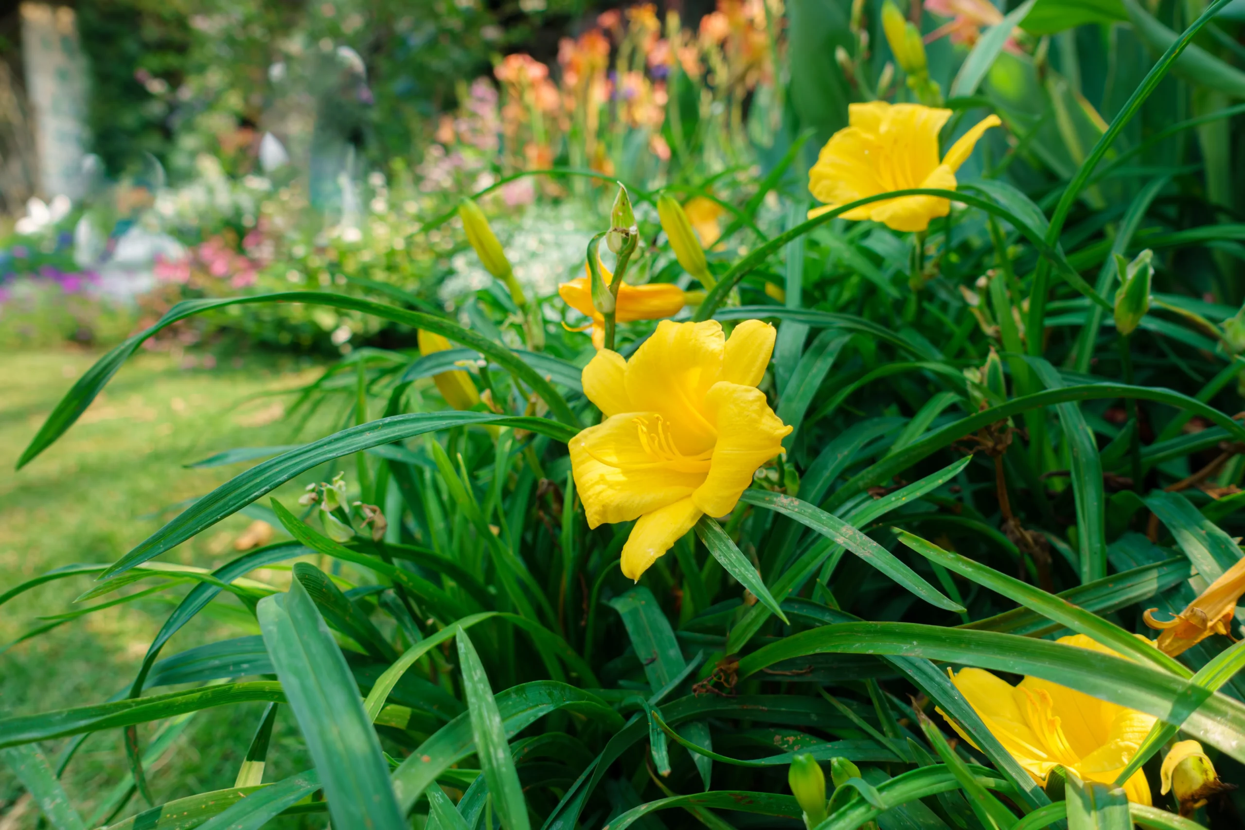 yellow_flowers_stella_doro_daylily_hemerocallis_stella_de_oro_plant_by_number