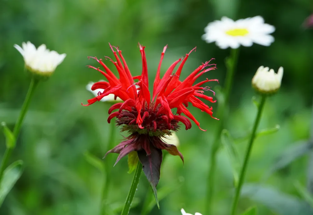 red_flowers_monarda_bee_balm_raspberry_wine_plant_by_number