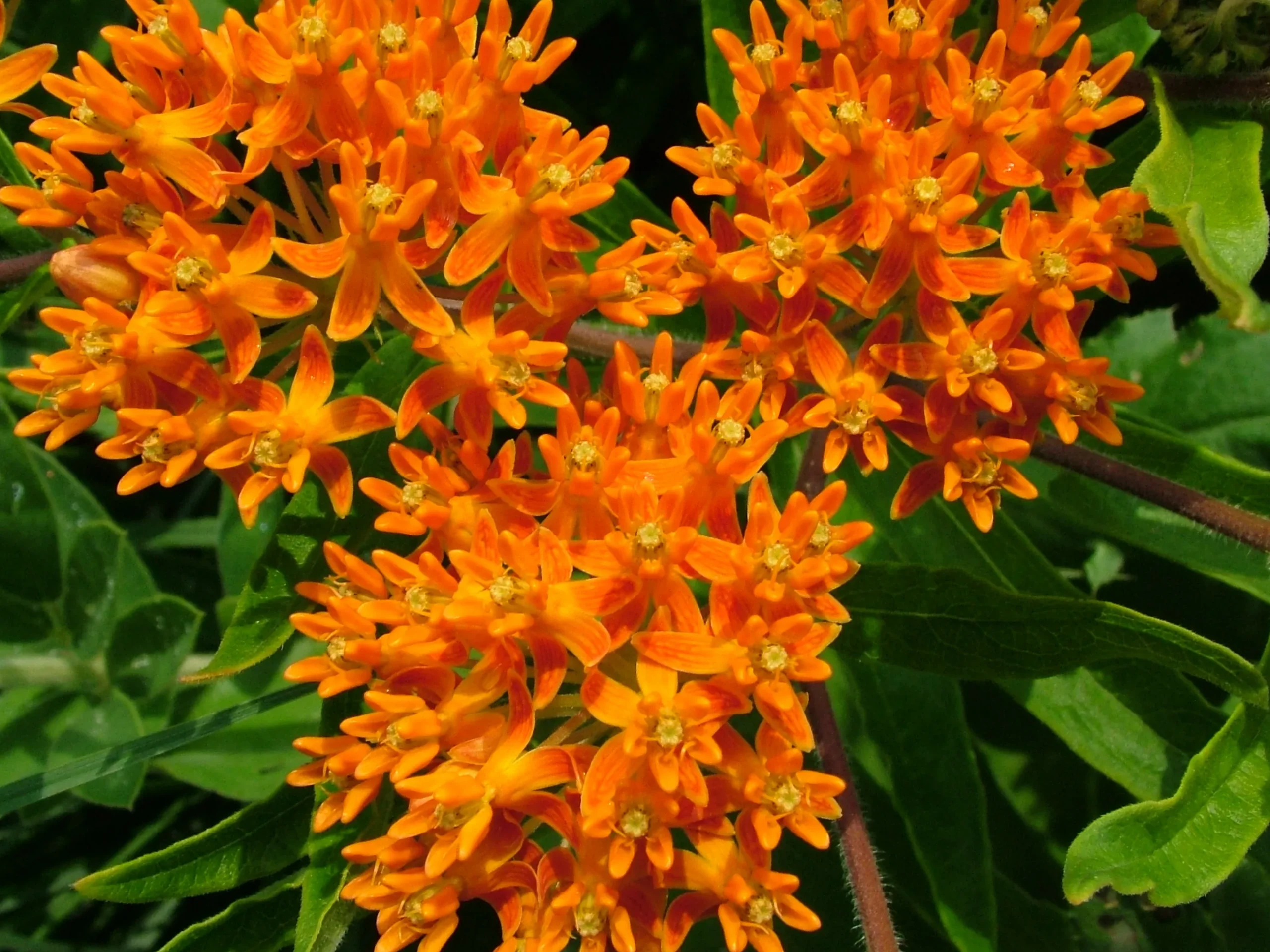 orange_flowers_asclepias_tuberosa_butterfly_milkweed_plant_by_number