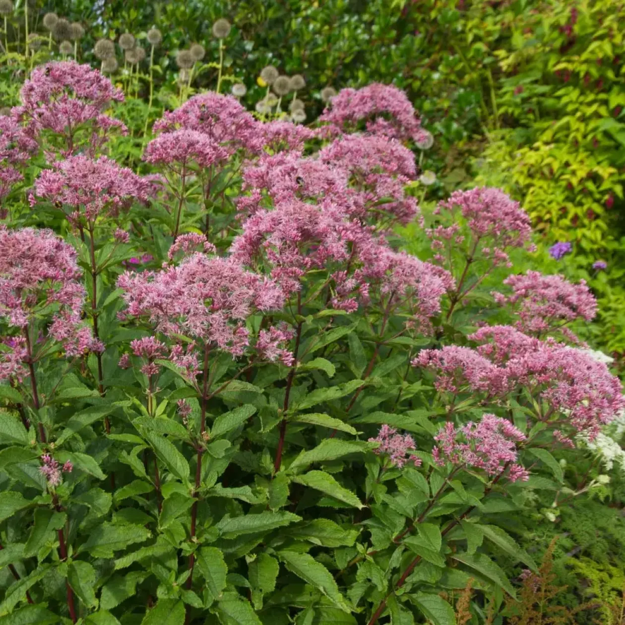 pink_flowers_Eupatorium_dubiumJoe_Pye_Weed_Little_Joe_plant_by_number