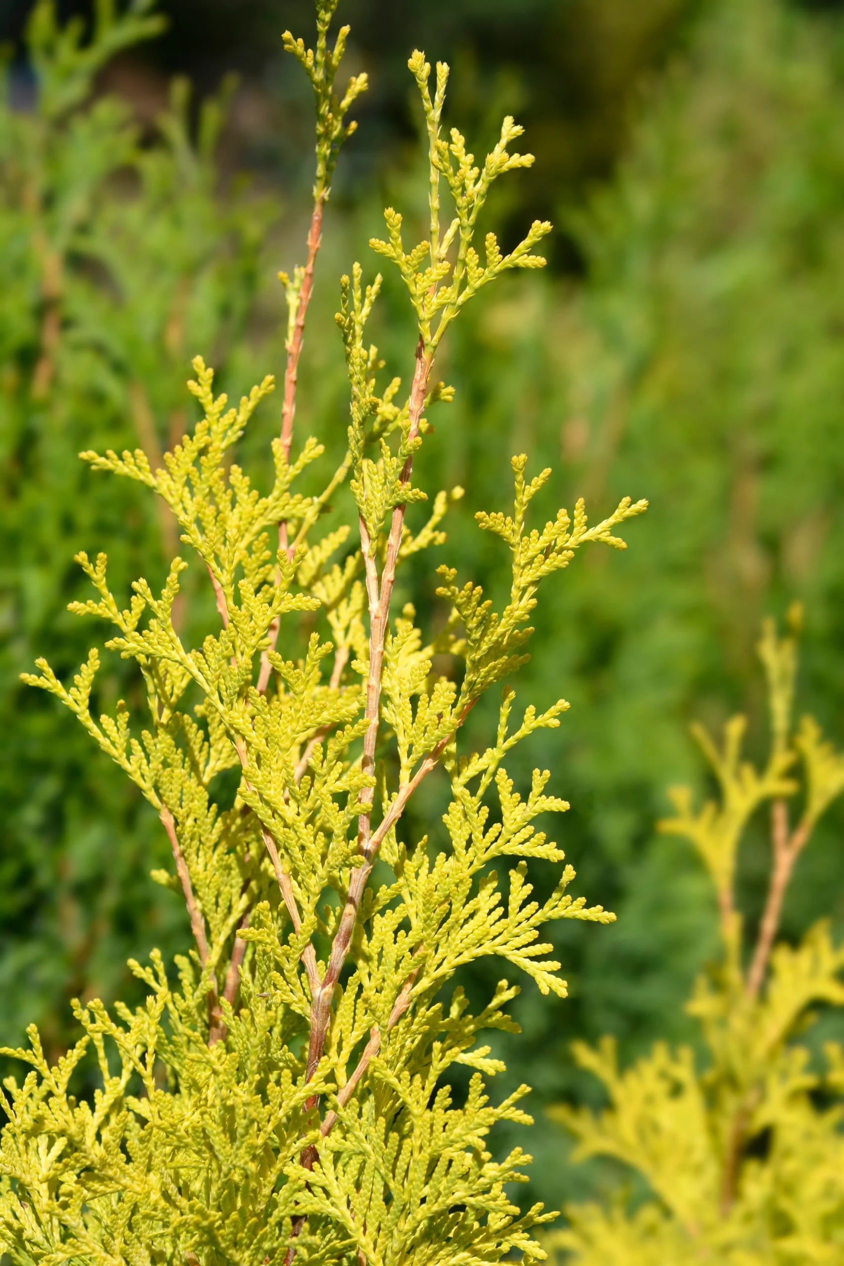 Amber Gold Arborvitae