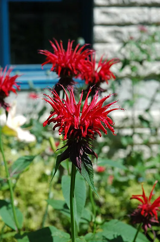 red_flowers_monarda_didyma_jacob_cline_bee_balm_plant_by_number