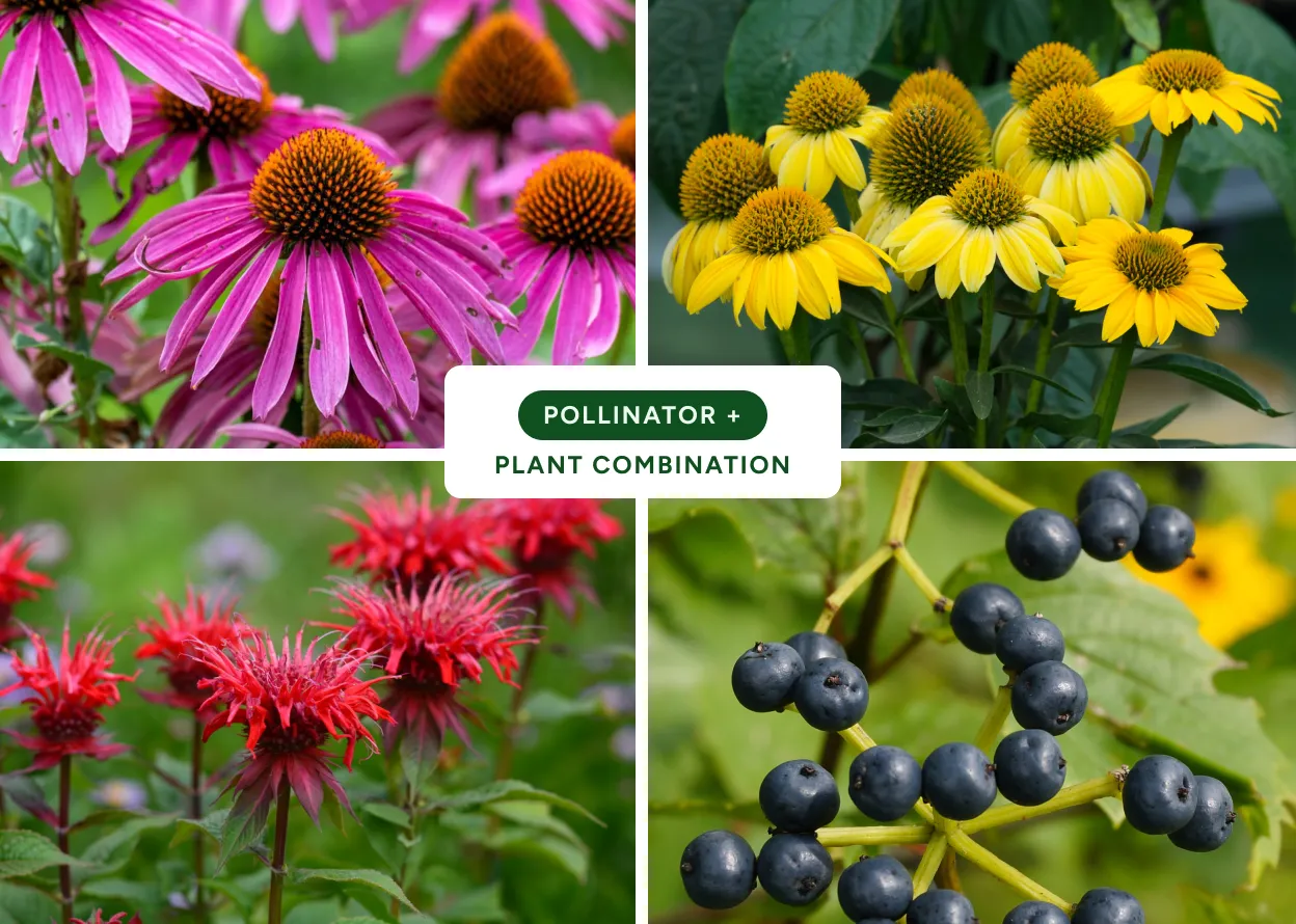 Pollinator Garden Design with Native Plants