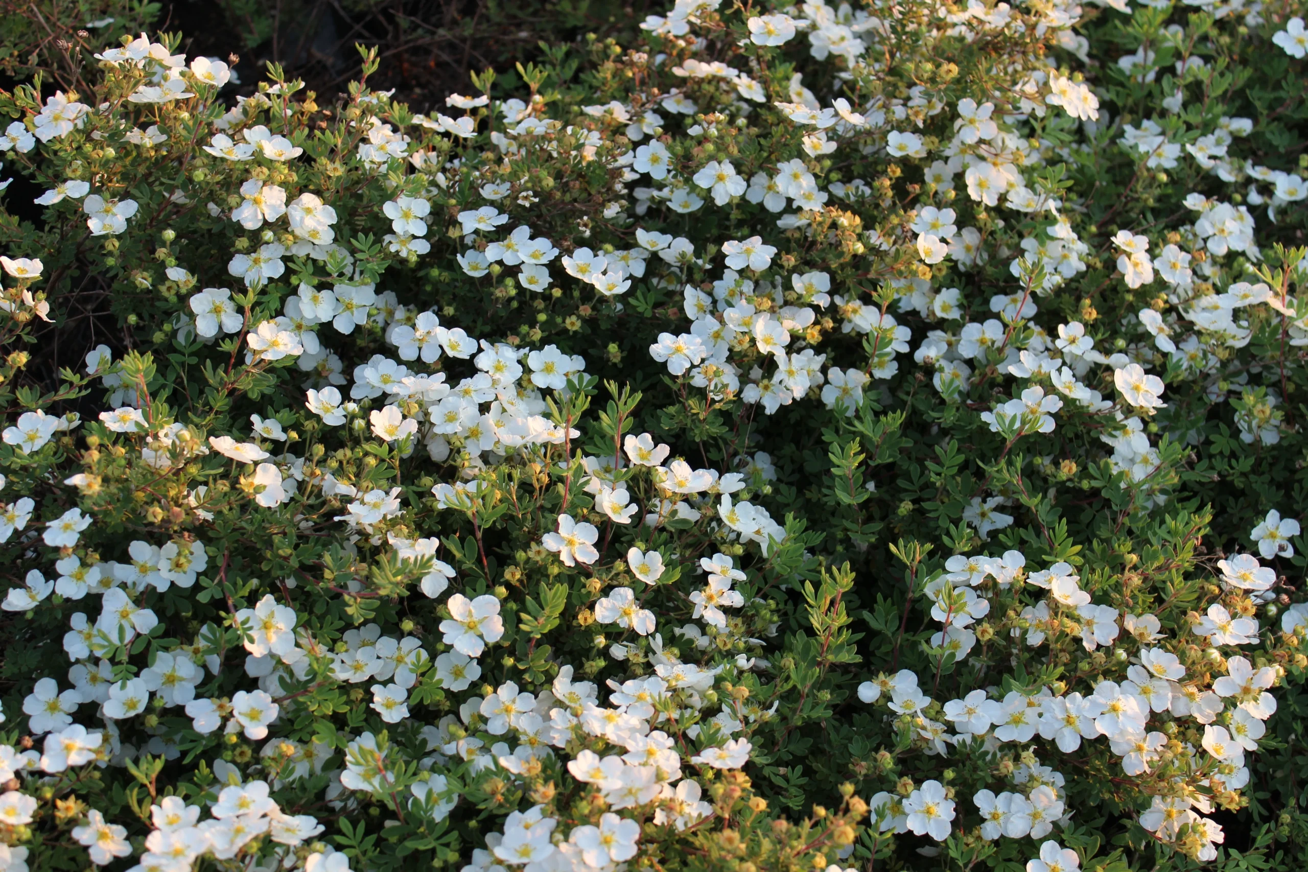 Abbottswood Potentilla