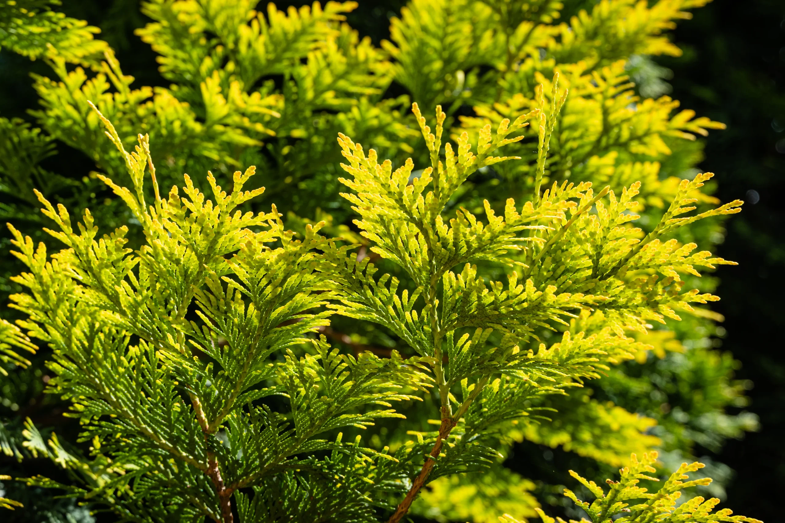 Amber Gold Arborvitae
