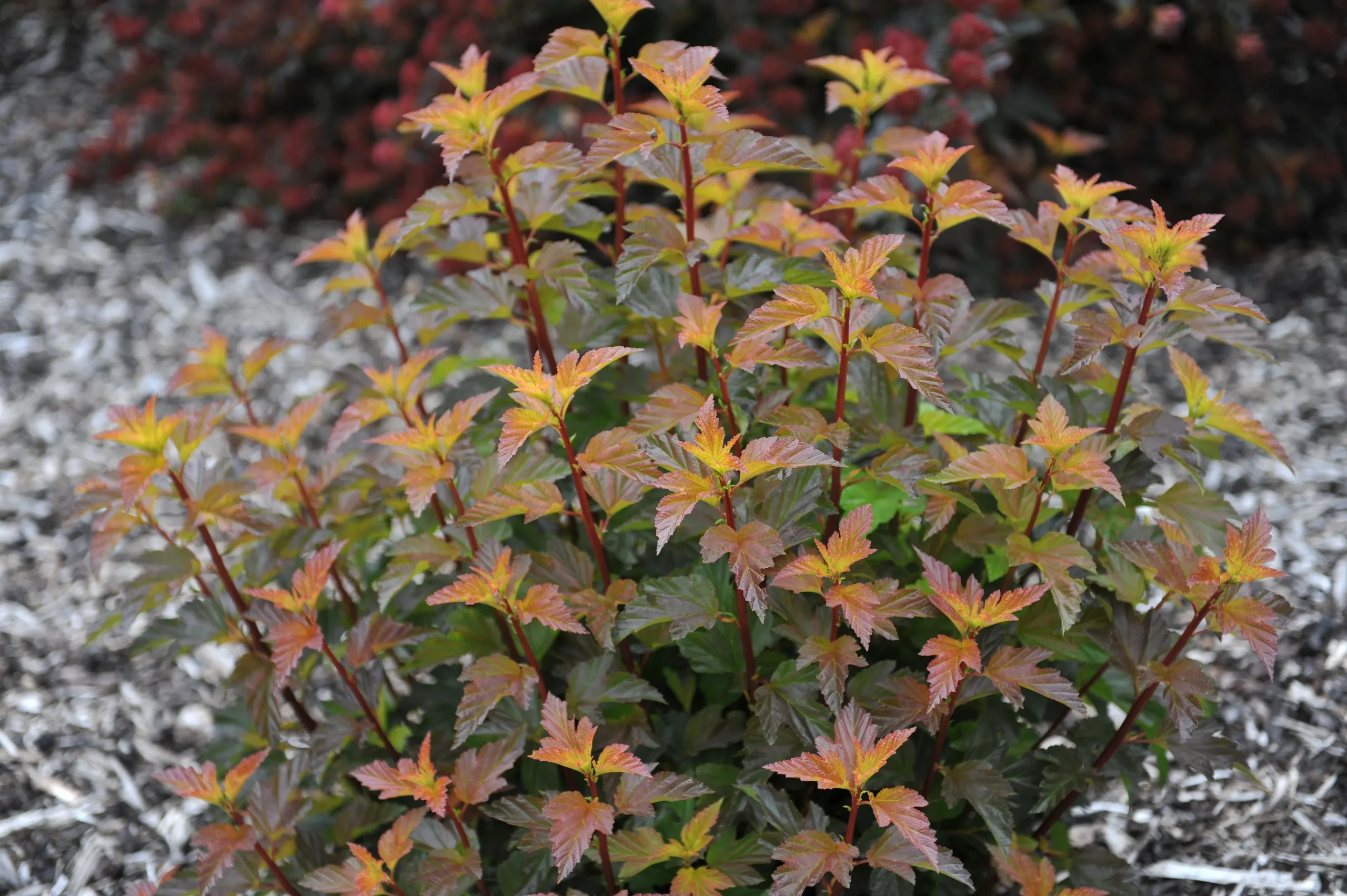 Amber Jubilee Ninebark