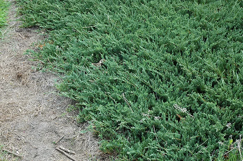 Bar Harbor Juniper