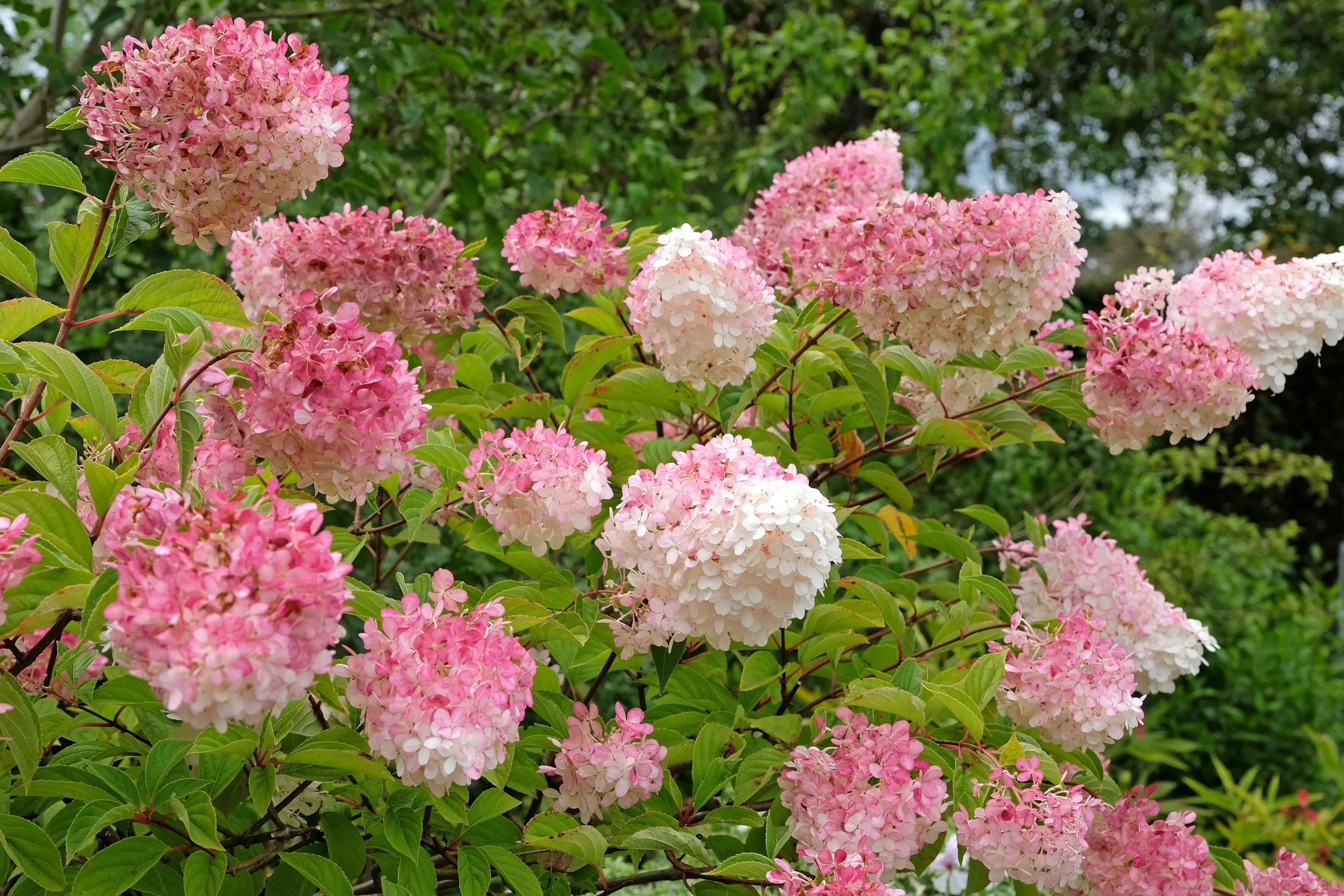 Berry White Hydrangea