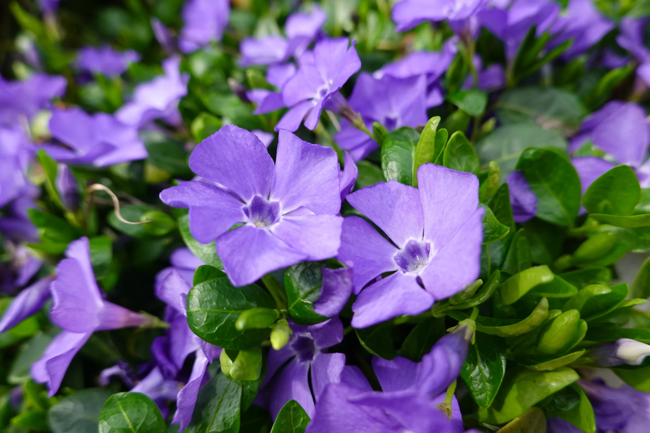 Bowles Periwinkle