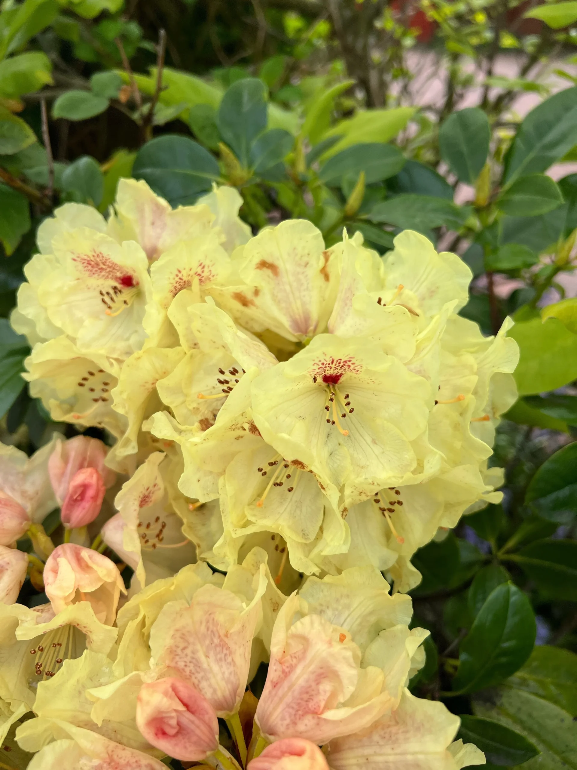 Capistrano Rhododendron