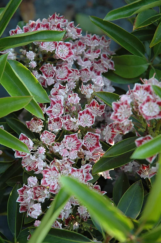Carousel Mountain Laurel