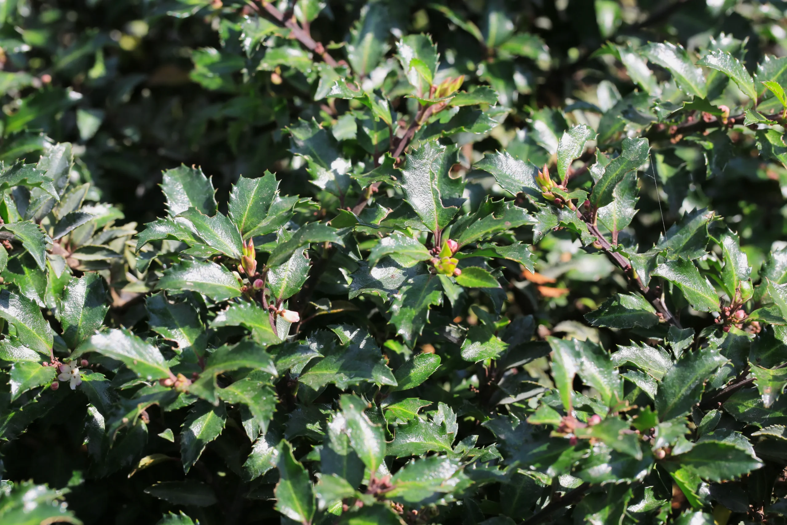 Castle Spire Blue Holly