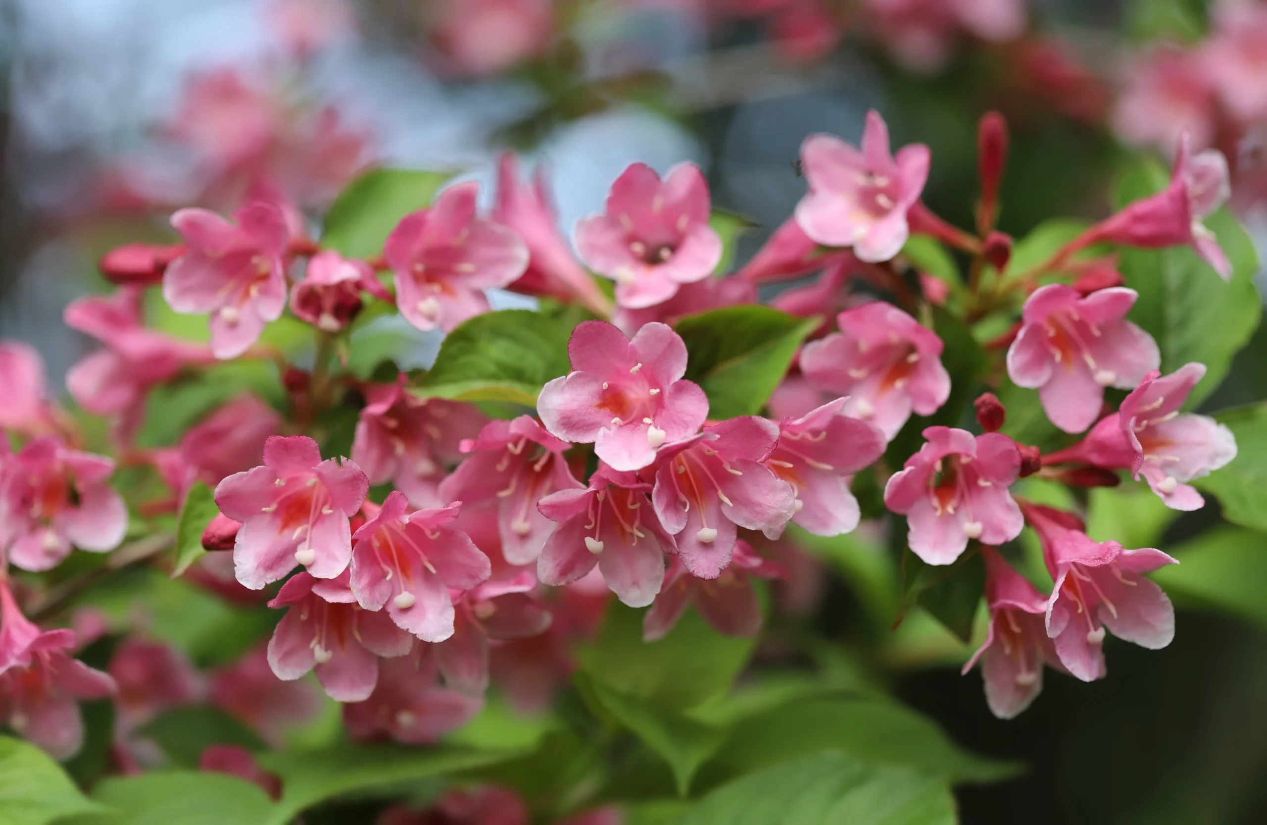 Czechmark Trilogy Weigela