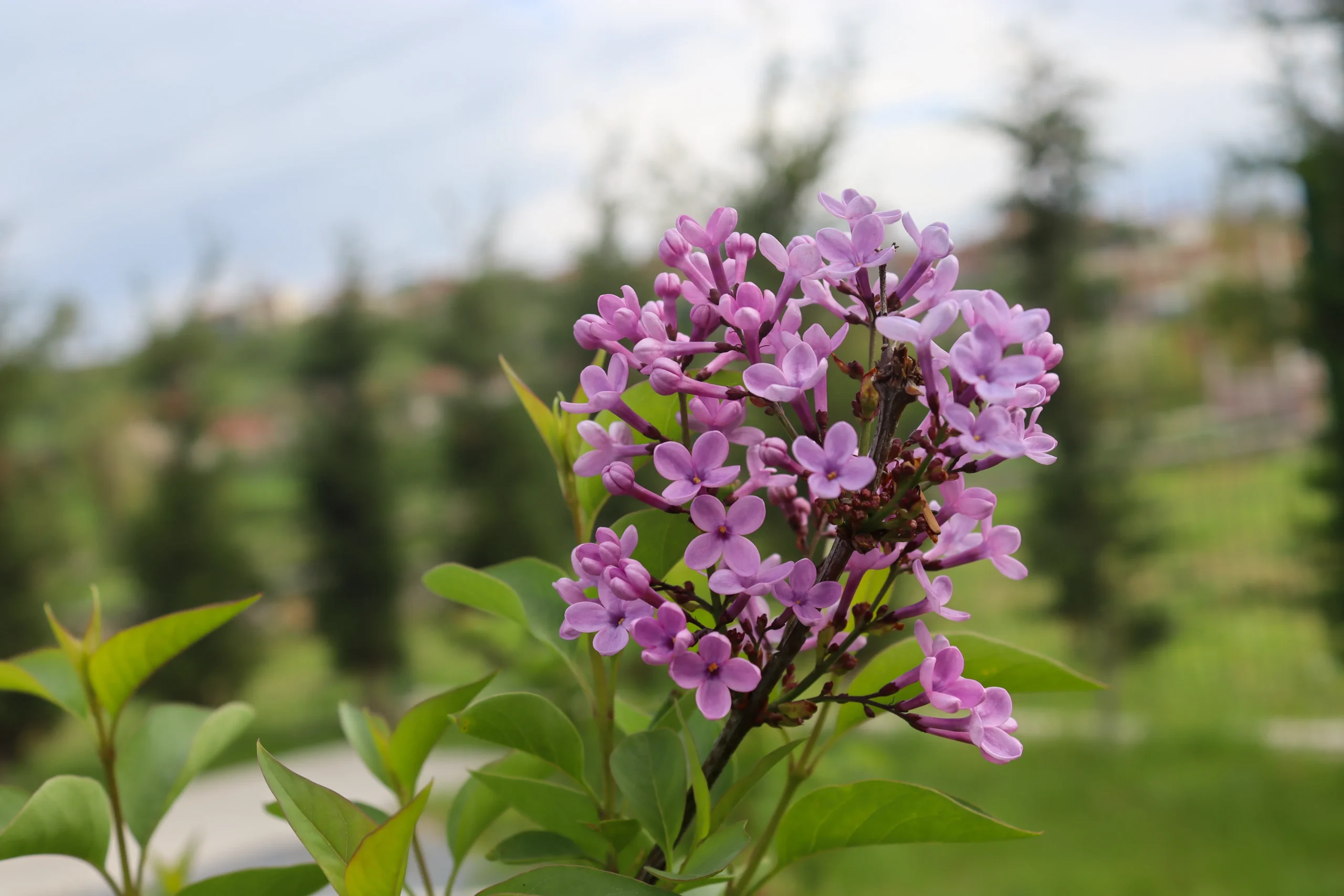 Dark Purple Bloomerang Lilac