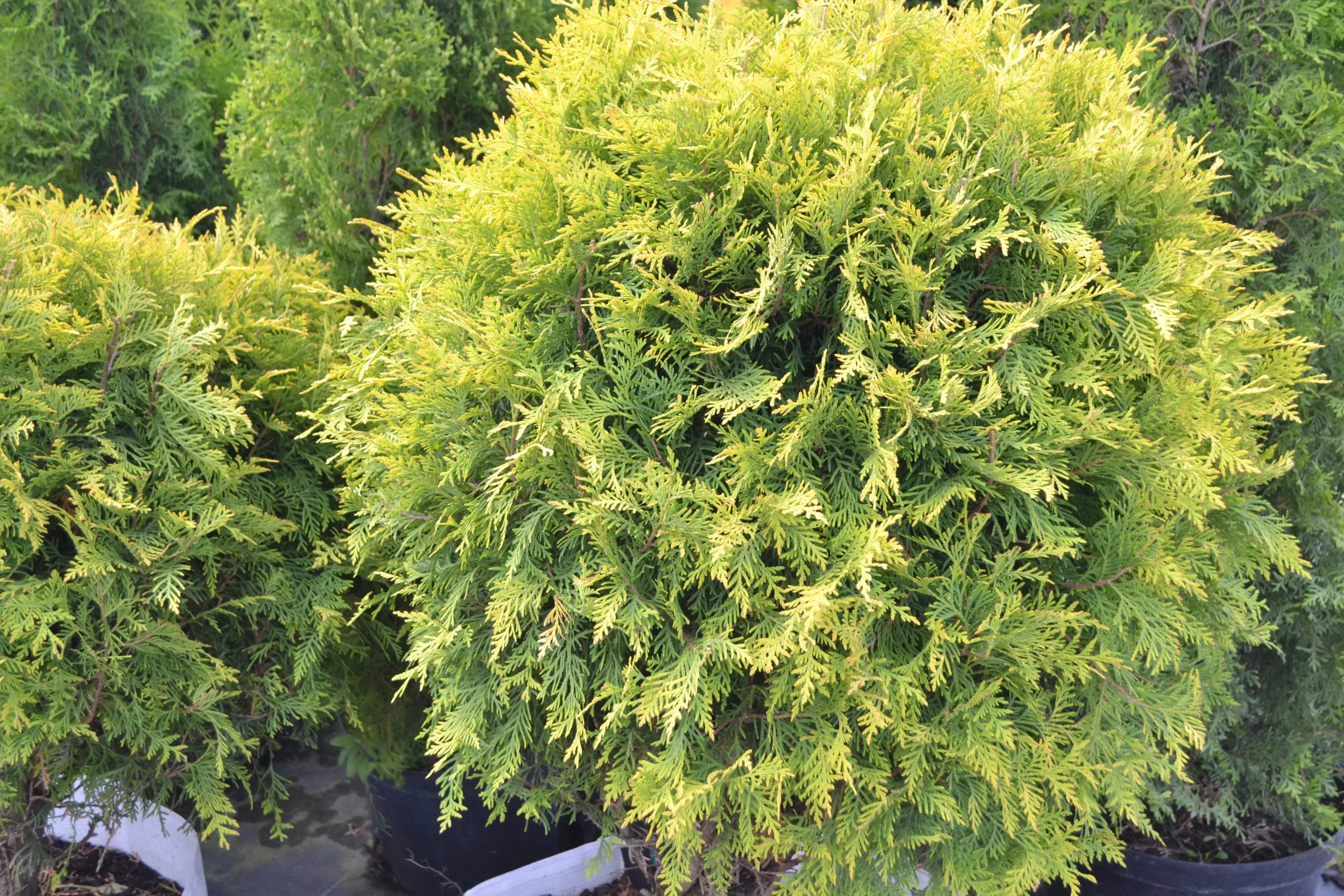 Anna’s Magic Ball Arborvitae