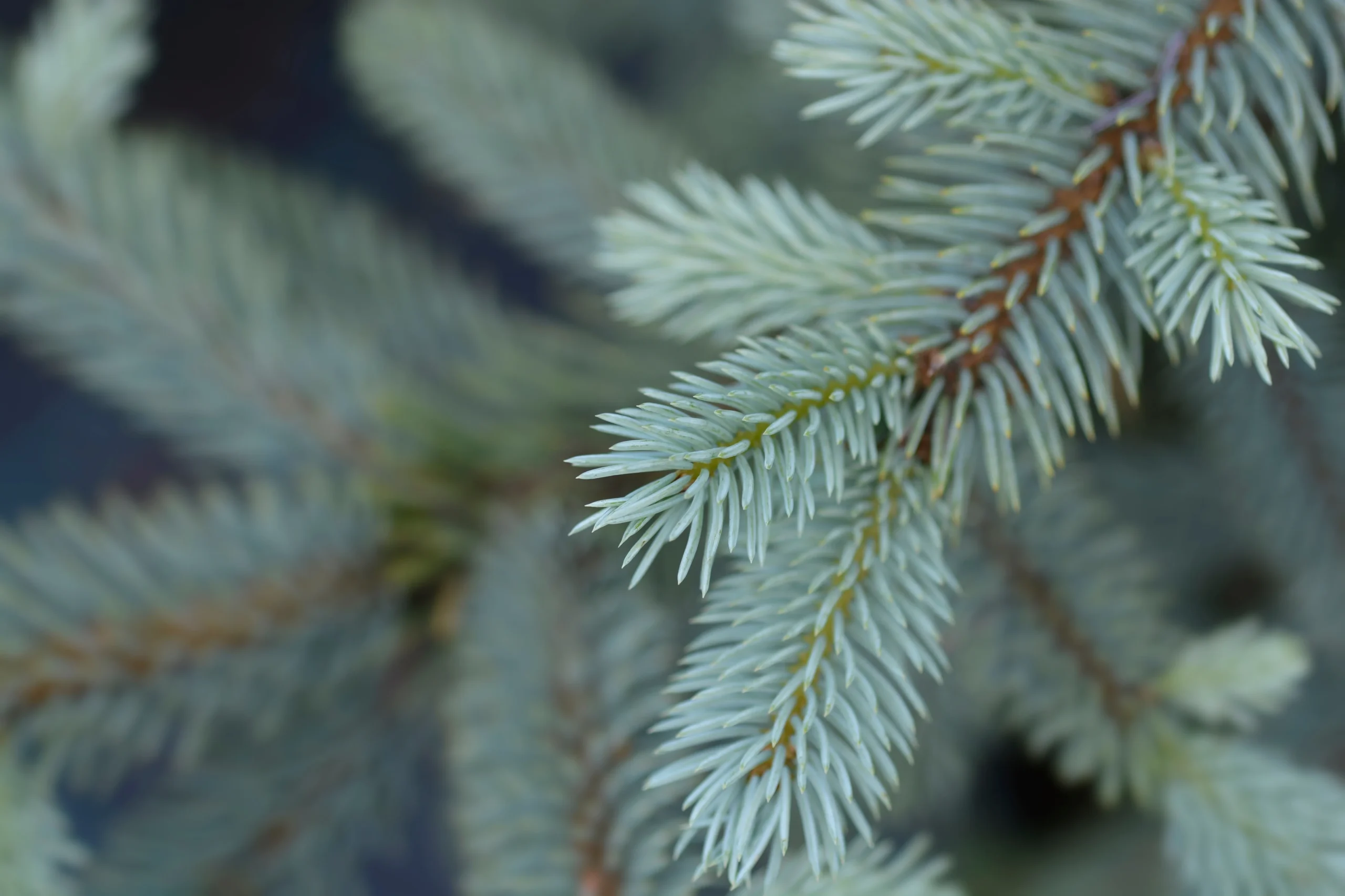 Baby Blue Spruce