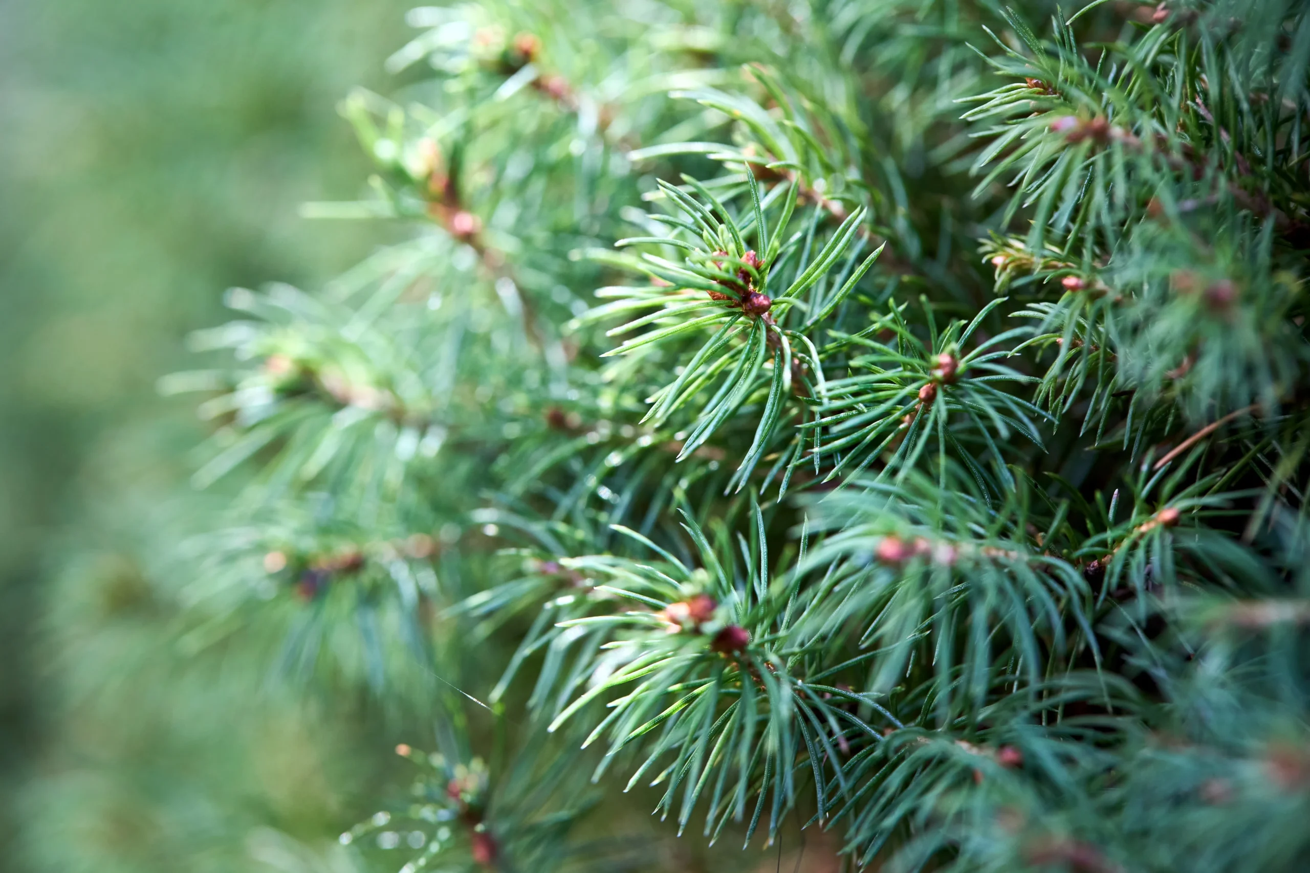 Black Hills Spruce