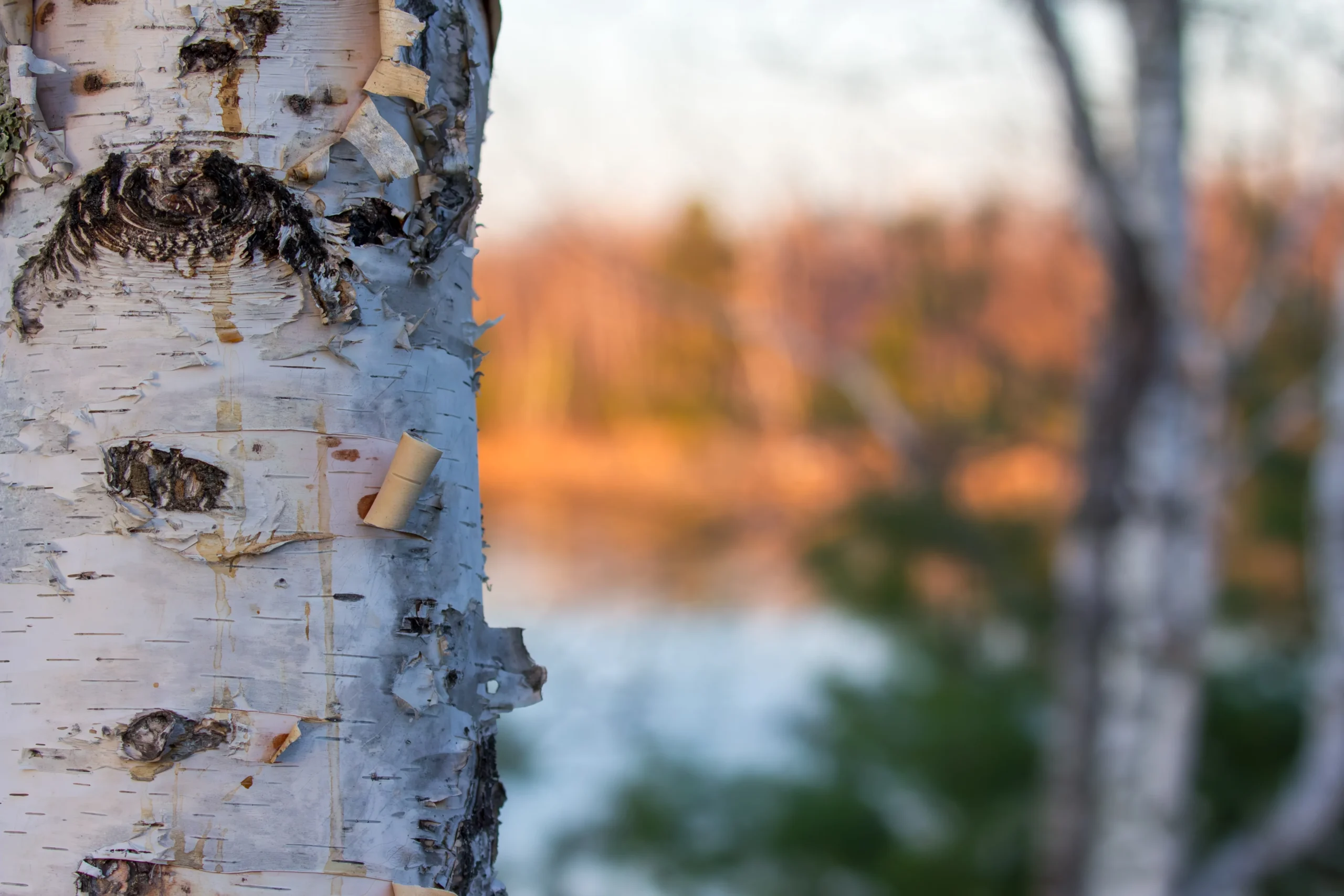Clump Paper Birch