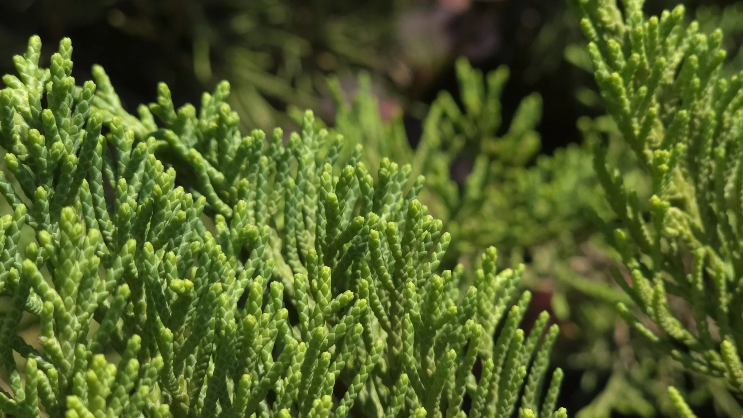 Sea Green Juniper