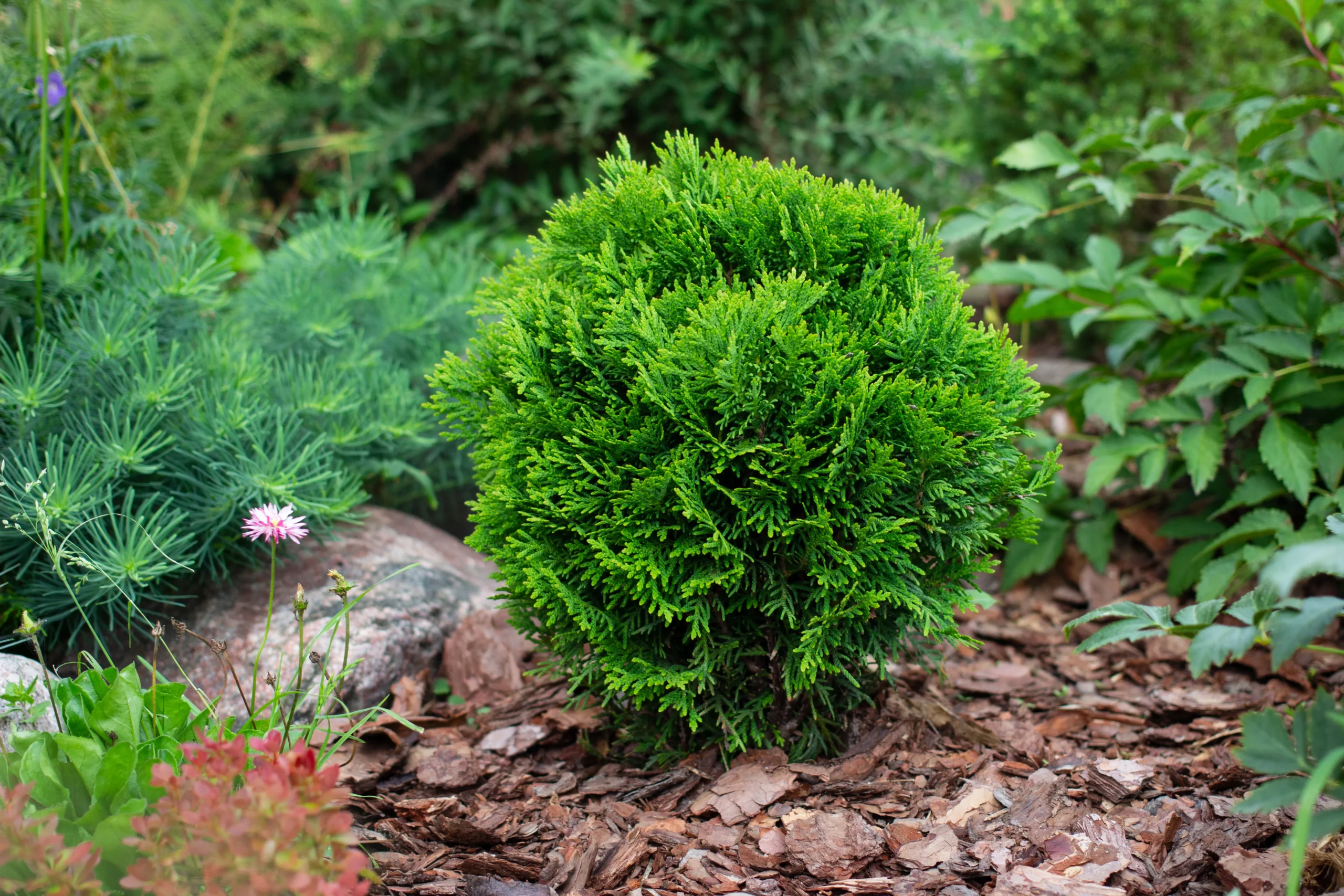 Tater Tot Arborvitae