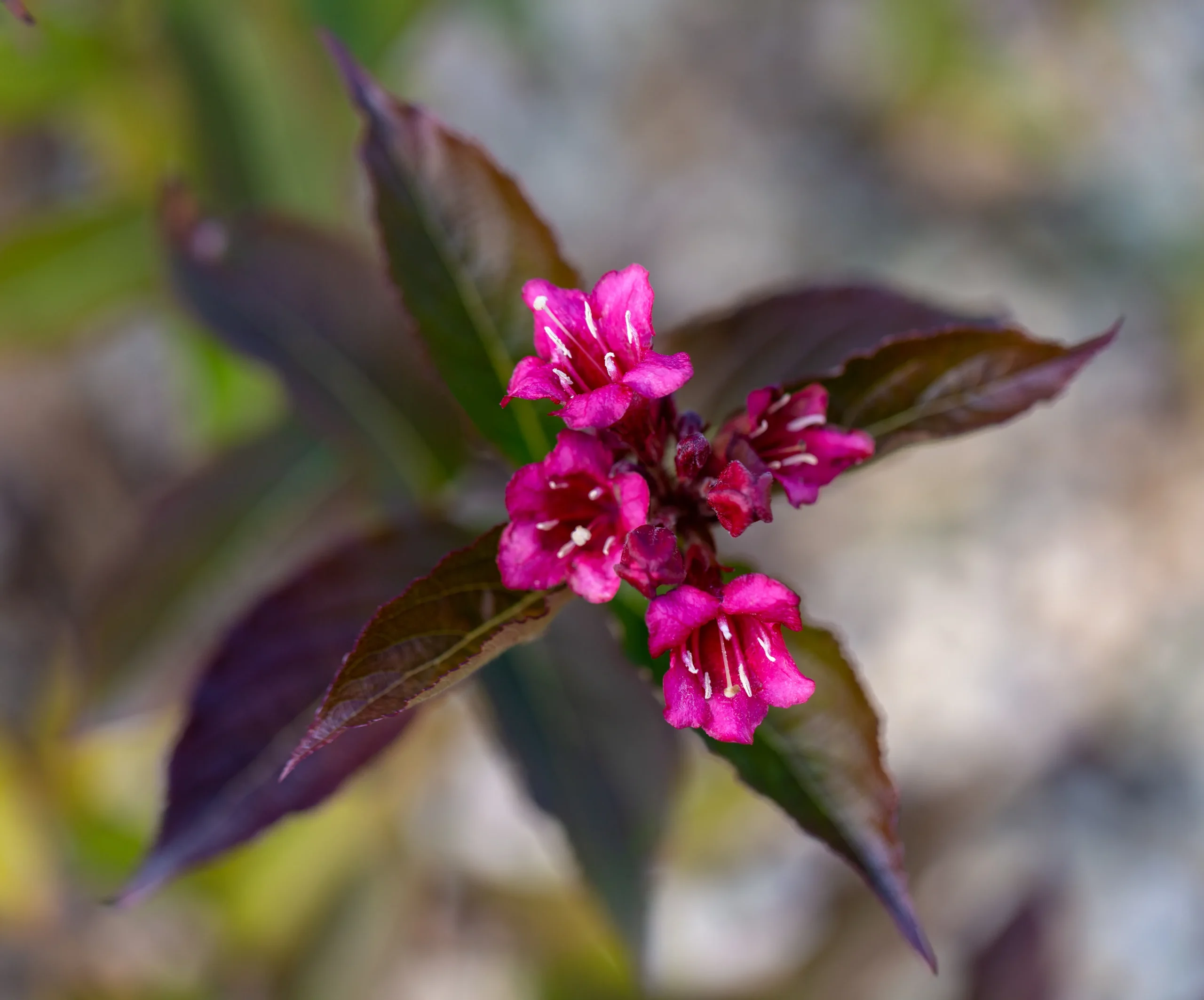 Wine n’ Roses Weigela